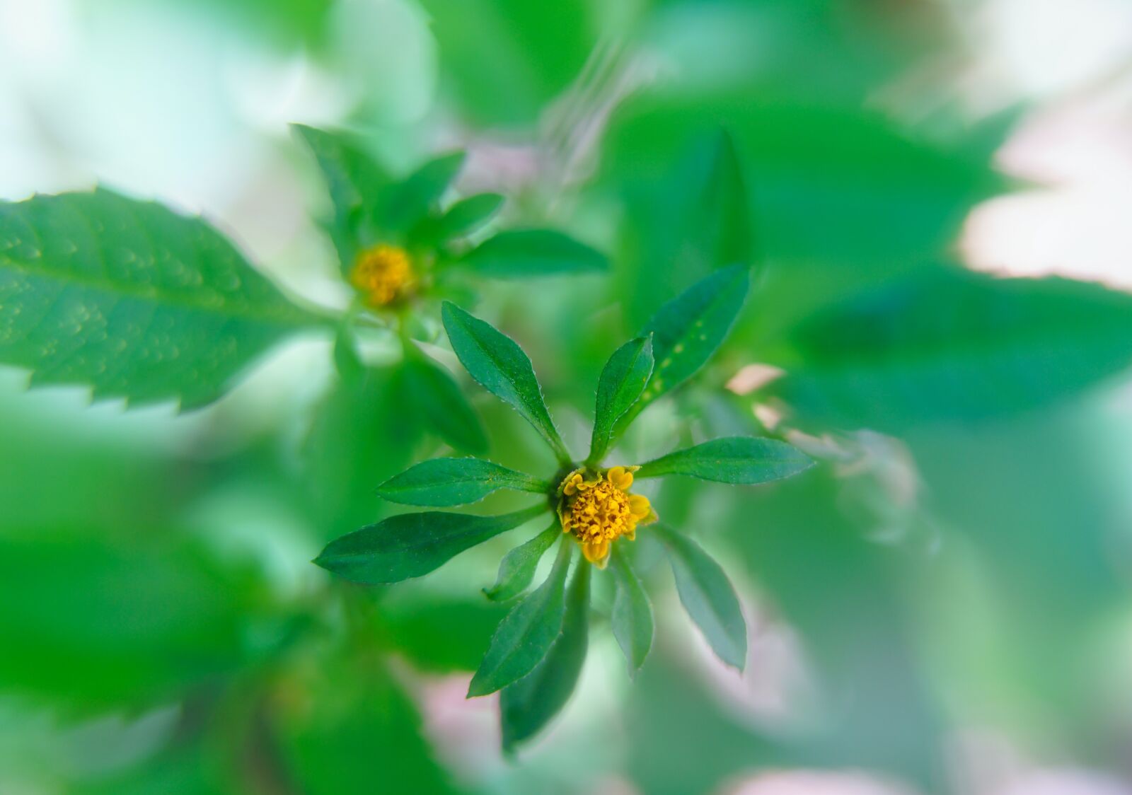 Sony a7 II + Samyang AF 45mm F1.8 FE sample photo. Wildflowers, buds, leaves photography