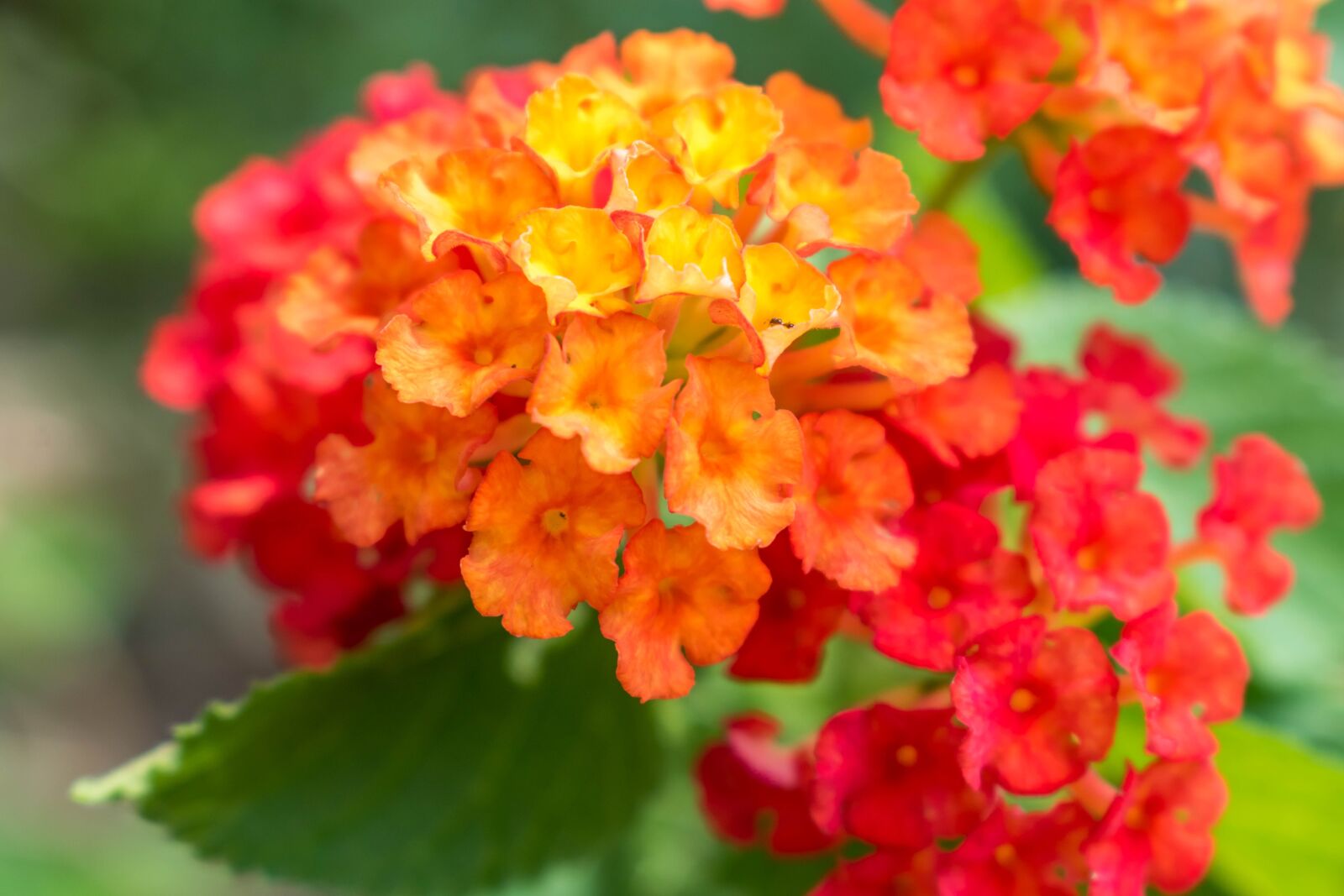 Nikon D5500 sample photo. Nature, flower, flora photography
