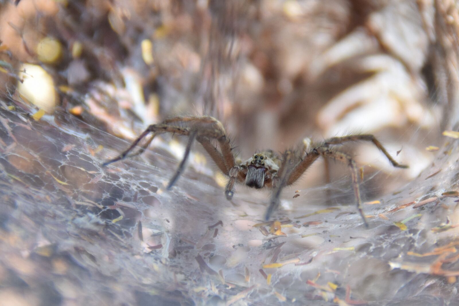 Nikon D5300 sample photo. Spider, arachnid, macro photography