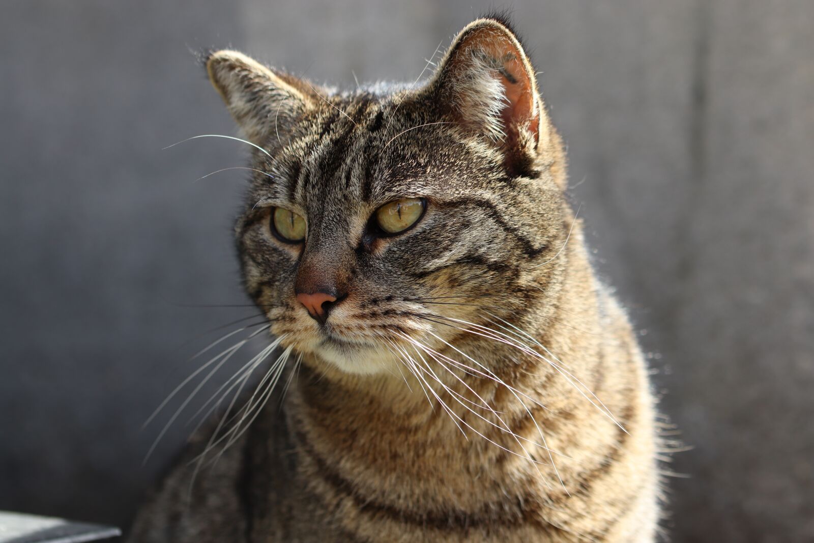 Canon EOS 800D (EOS Rebel T7i / EOS Kiss X9i) sample photo. Cat, feline, look photography