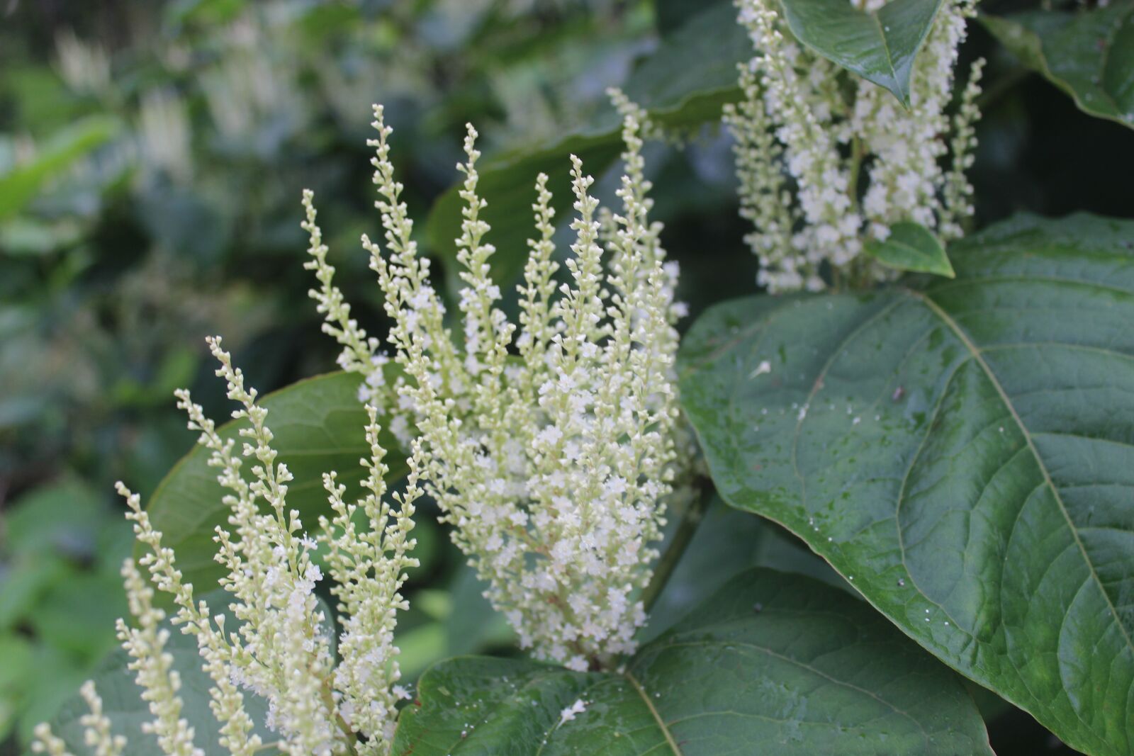 Canon EOS 600D (Rebel EOS T3i / EOS Kiss X5) sample photo. Flower, nature, natural photography