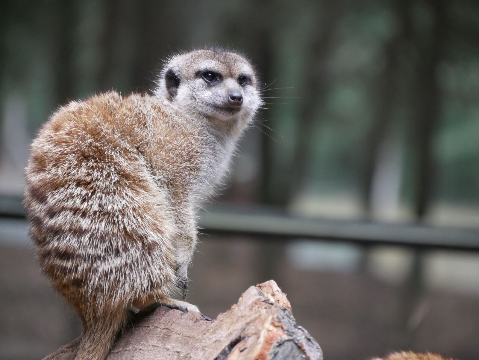 Panasonic DMC-G70 sample photo. Meerkat, nature, curious photography