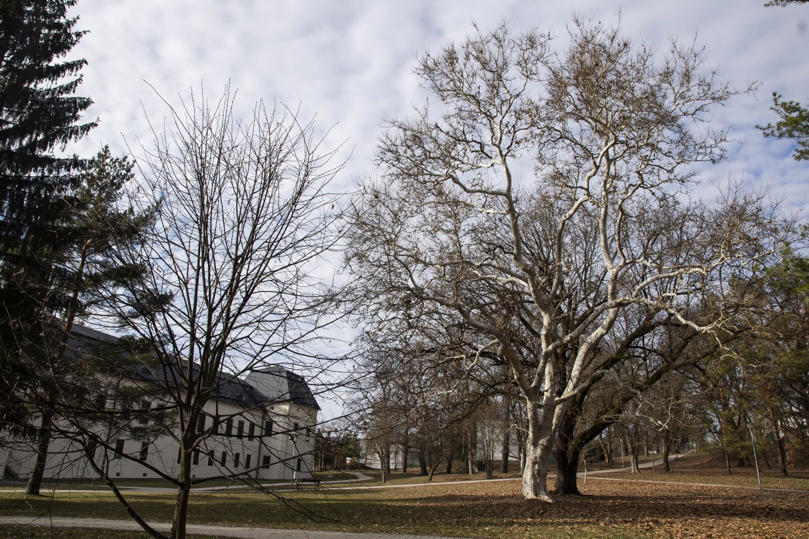 Nikon D5300 sample photo. City park, trees, grass photography