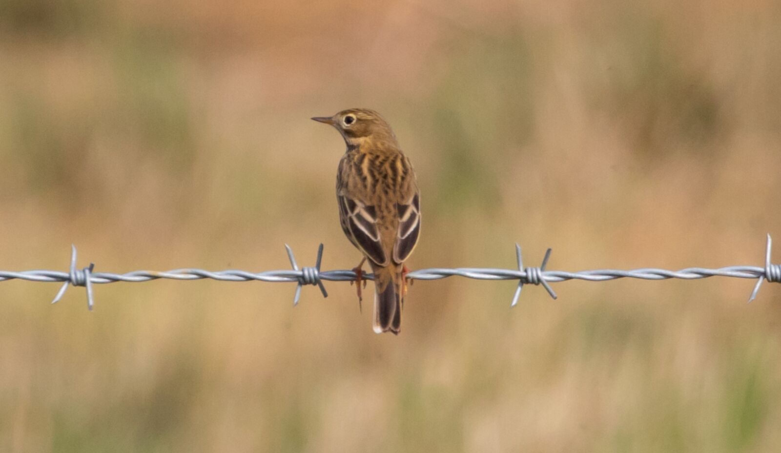 Canon EOS 7D Mark II + Canon EF 100-400mm F4.5-5.6L IS II USM sample photo. Meadow pipit, song bird photography