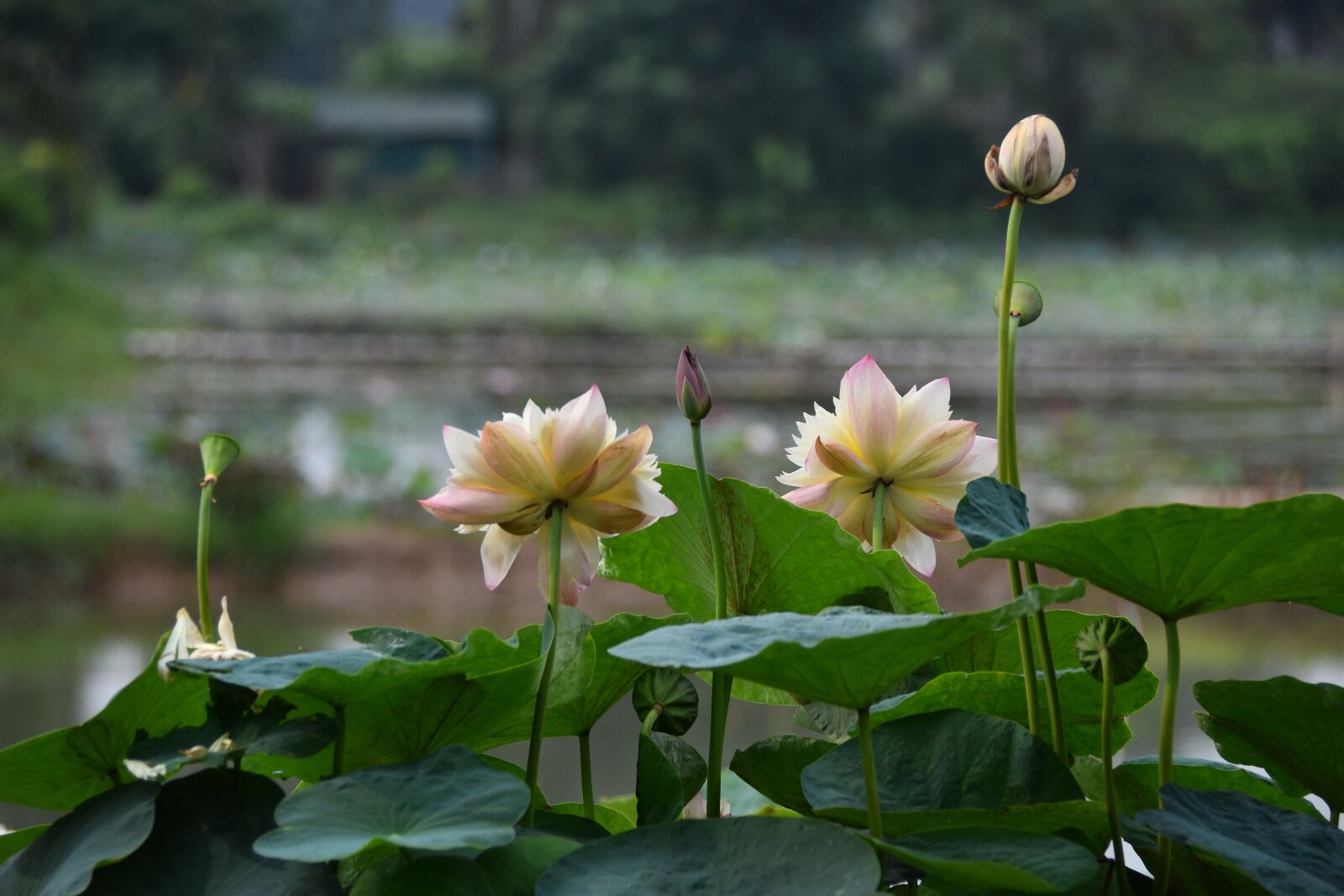 Nikon D7200 sample photo. Lotus, flowers, pond photography