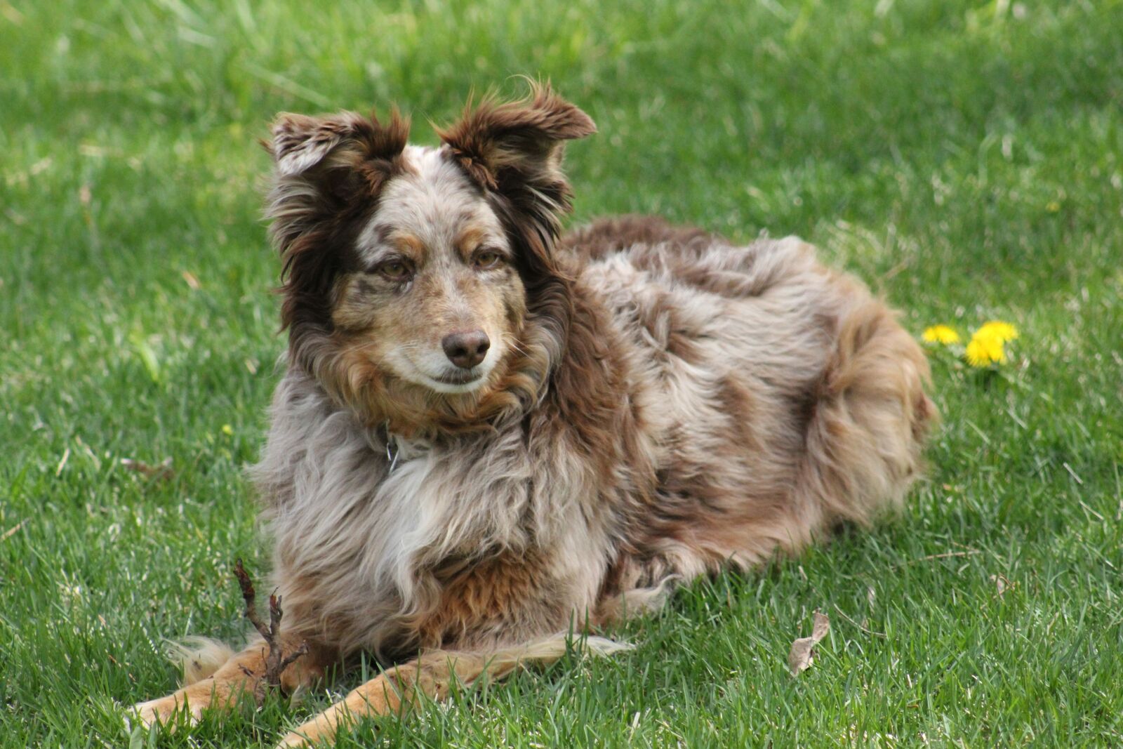 Canon EOS 1300D (EOS Rebel T6 / EOS Kiss X80) sample photo. Dog, grass, animal photography
