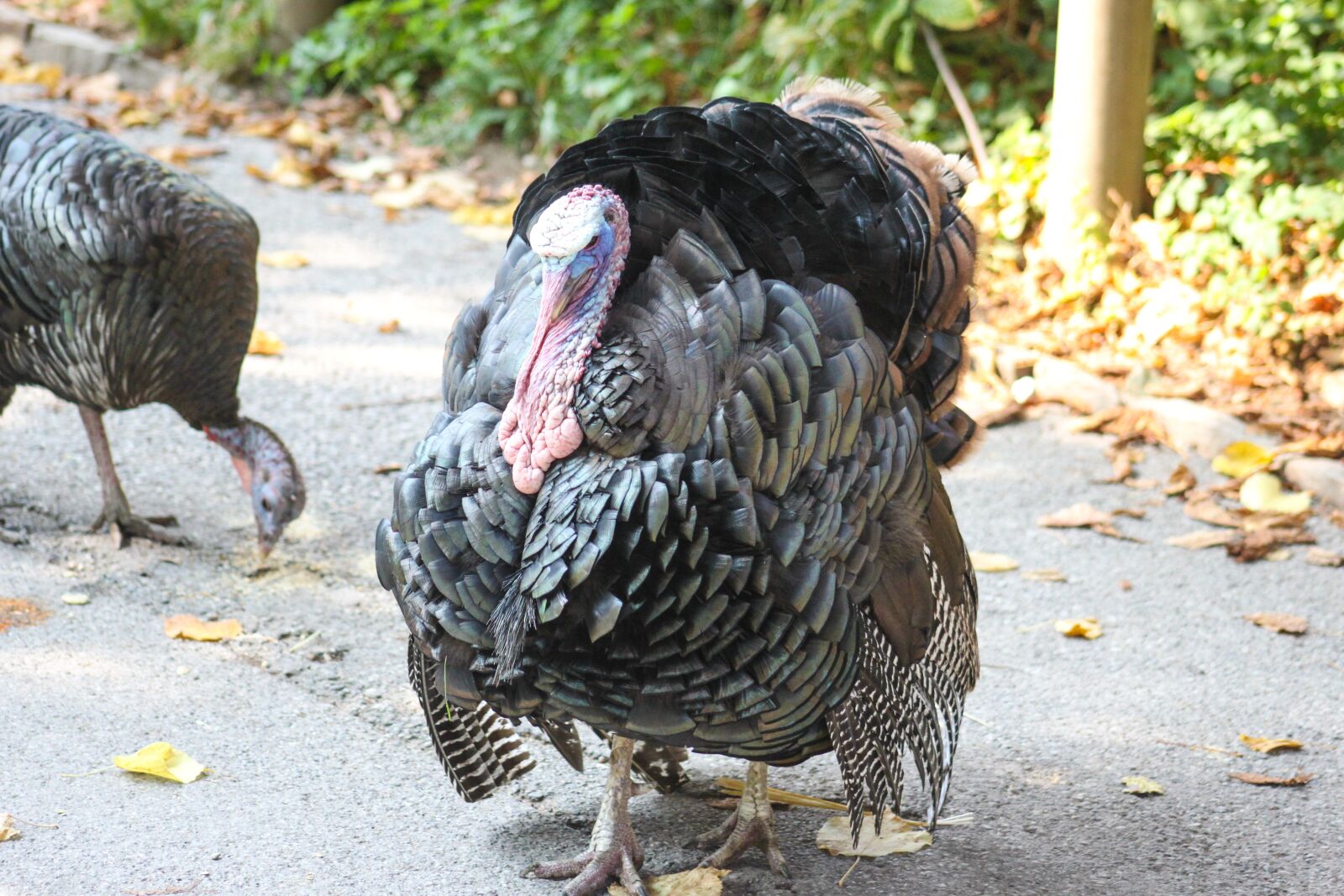 Canon EOS 500D (EOS Rebel T1i / EOS Kiss X3) sample photo. Turkey, poultry farm, turkeys photography