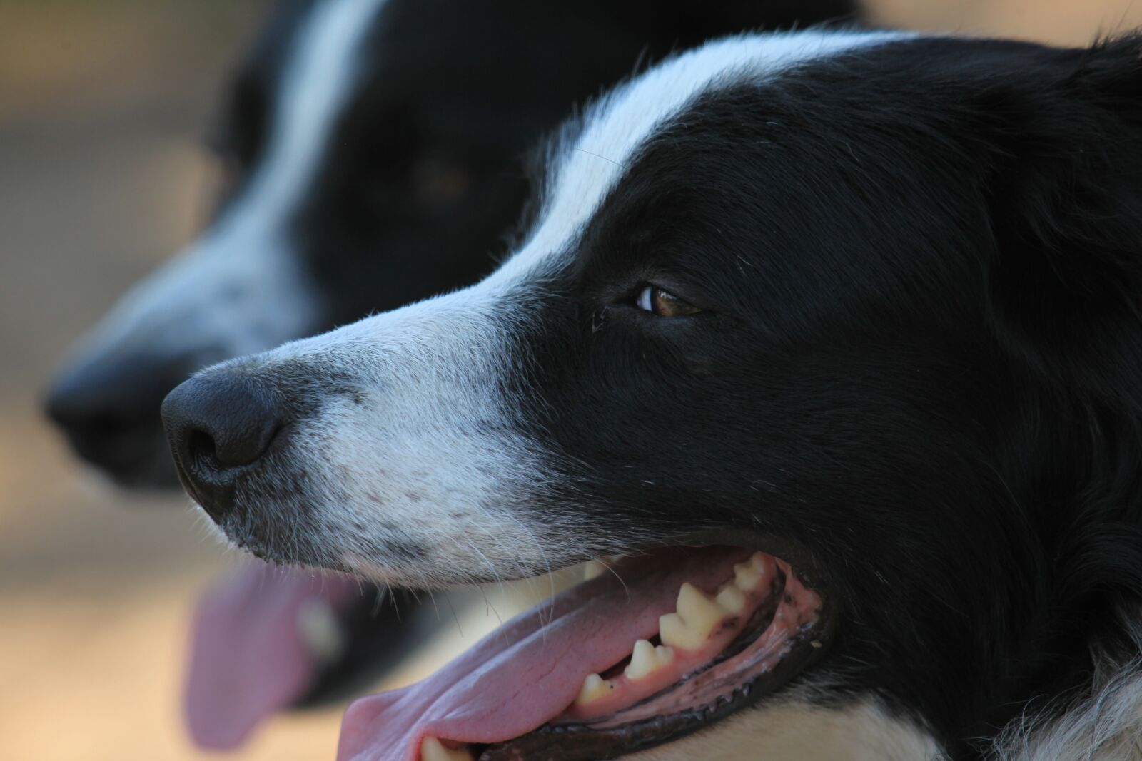 Canon EOS 5D Mark II sample photo. Dog, canine, mammal photography