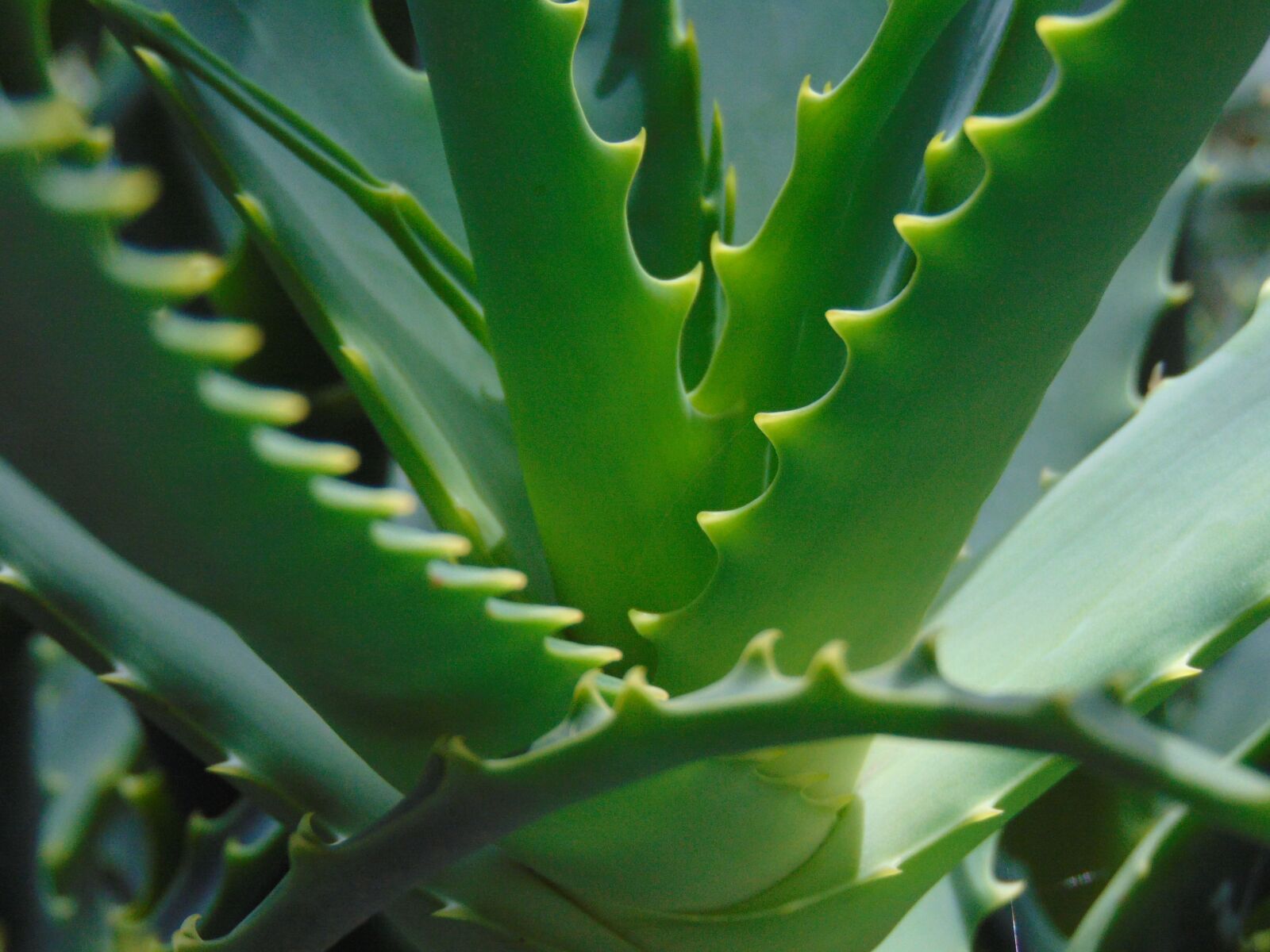 Sony Cyber-shot DSC-H300 sample photo. Plant, green, nature photography