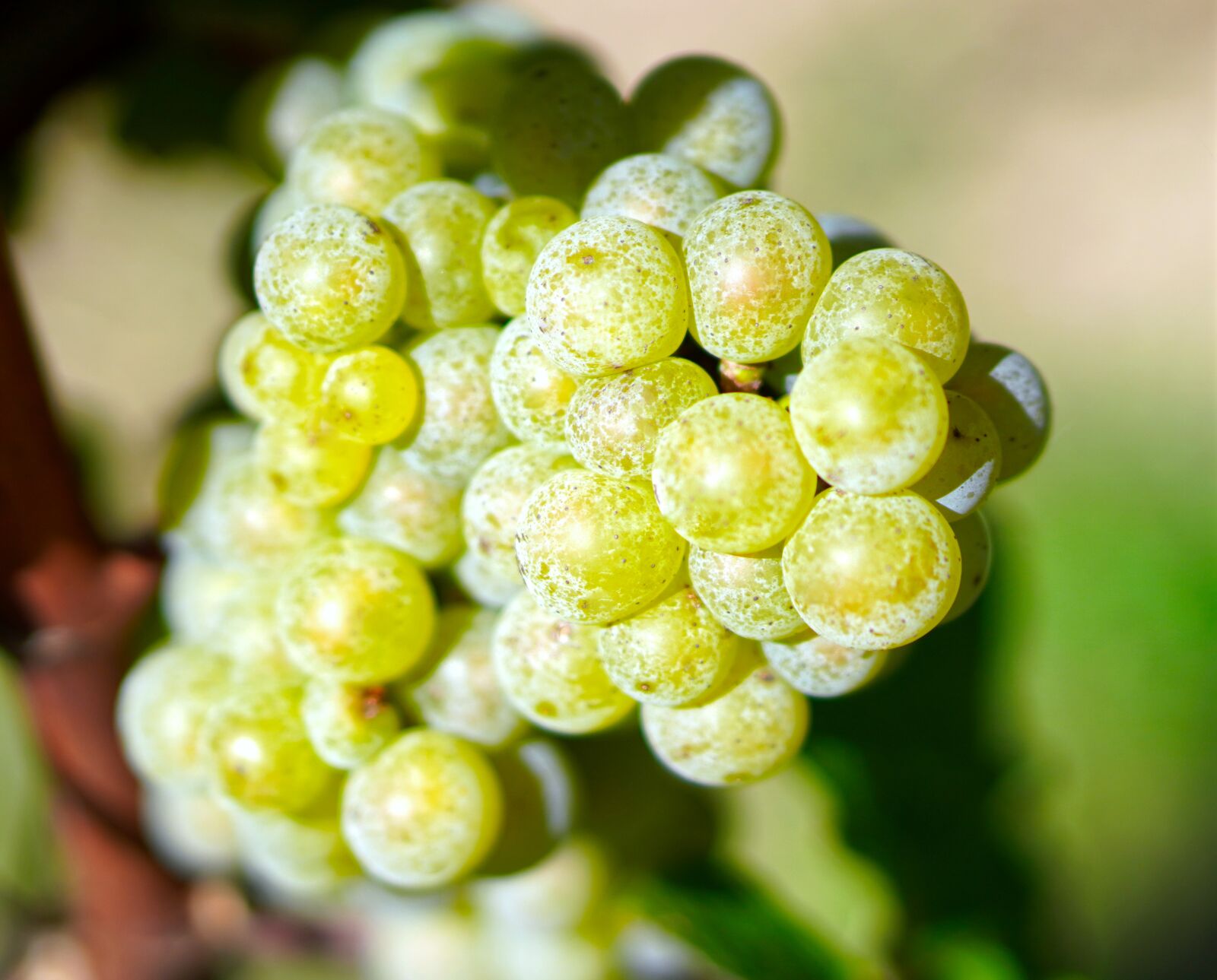 E 50mm F1.8 OSS sample photo. Grapes, wine, rebstock photography