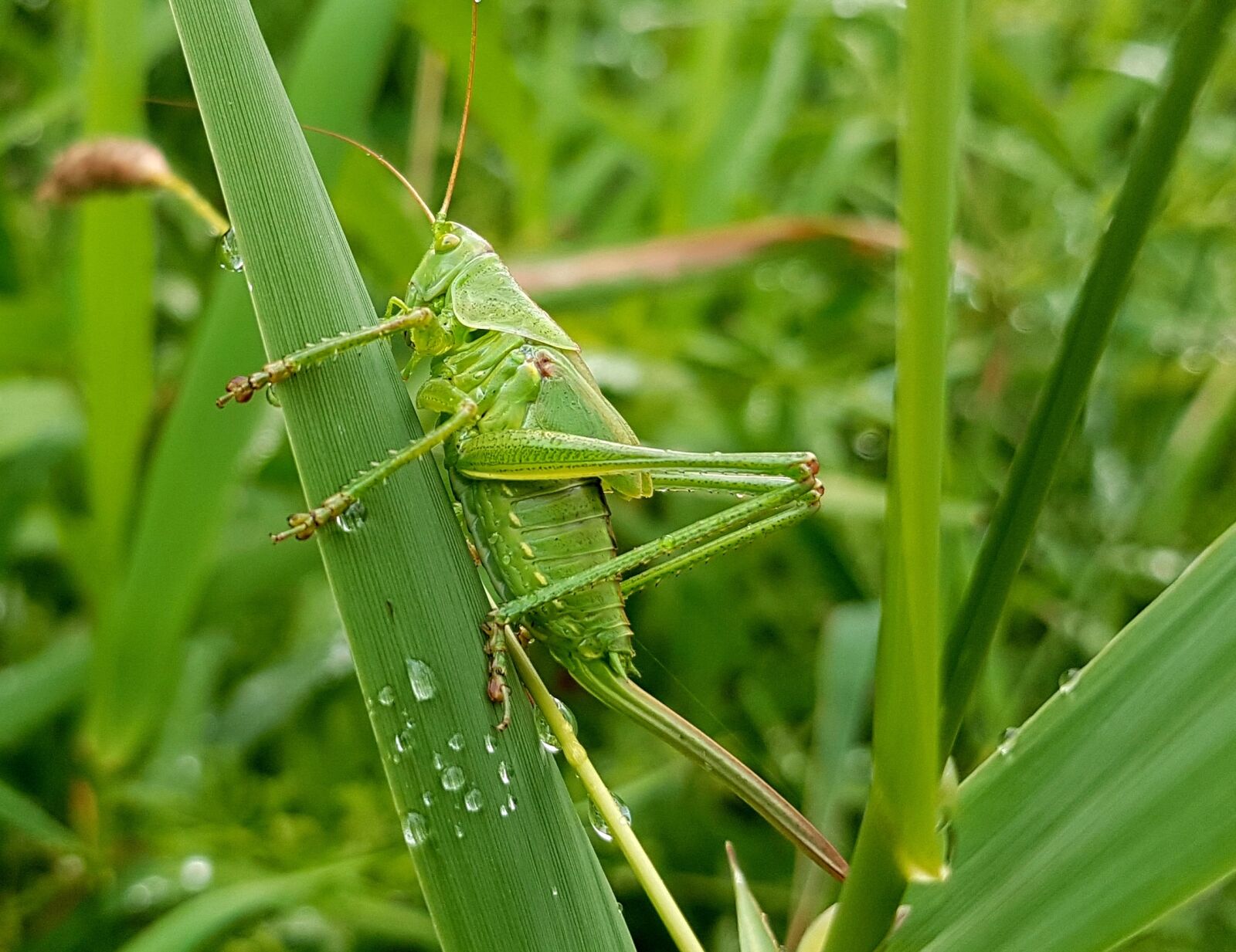 Samsung Galaxy S7 sample photo. Grasshopper, viridissima, insect photography