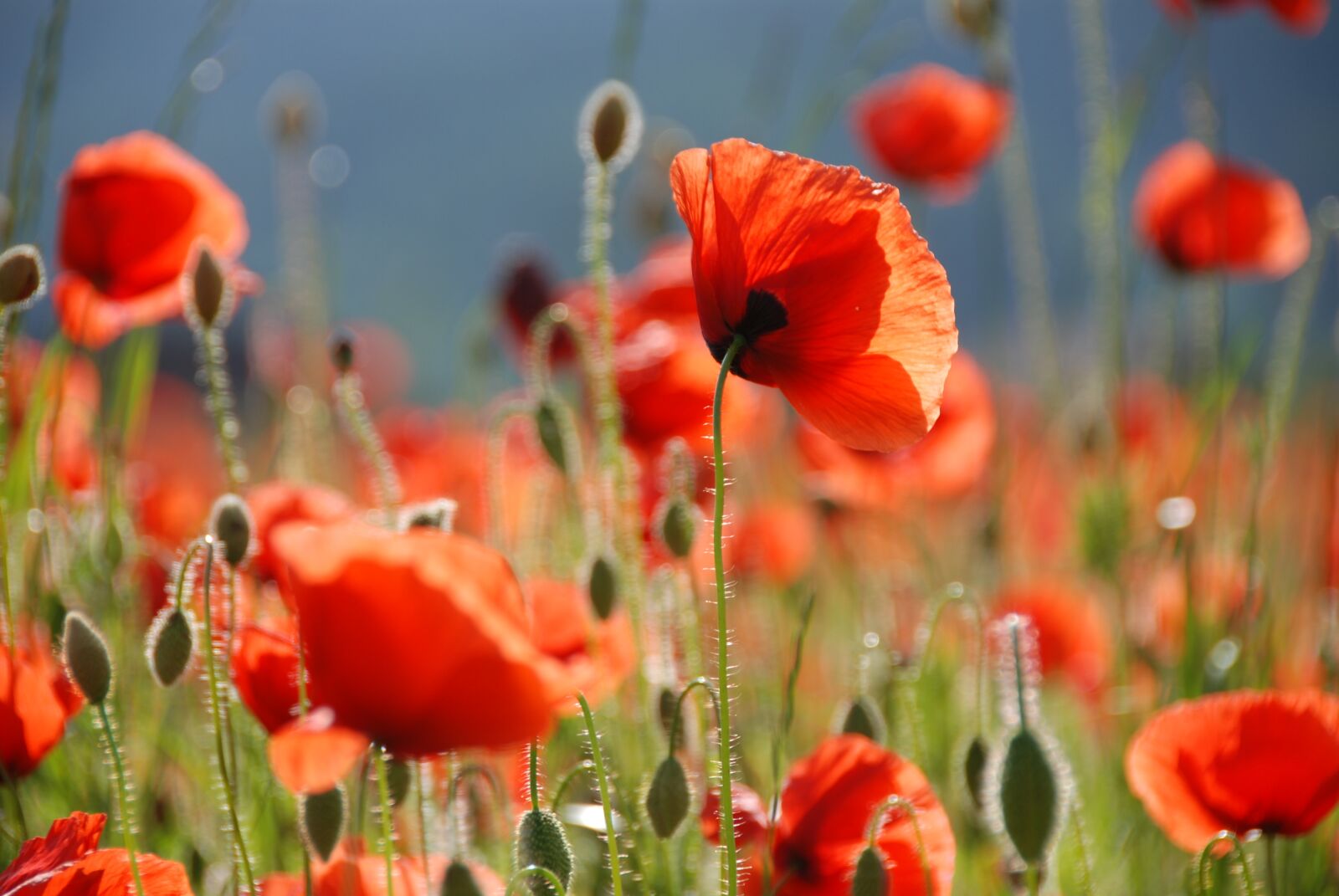 Nikon D80 sample photo. Poppy, poppy flower, flowers photography