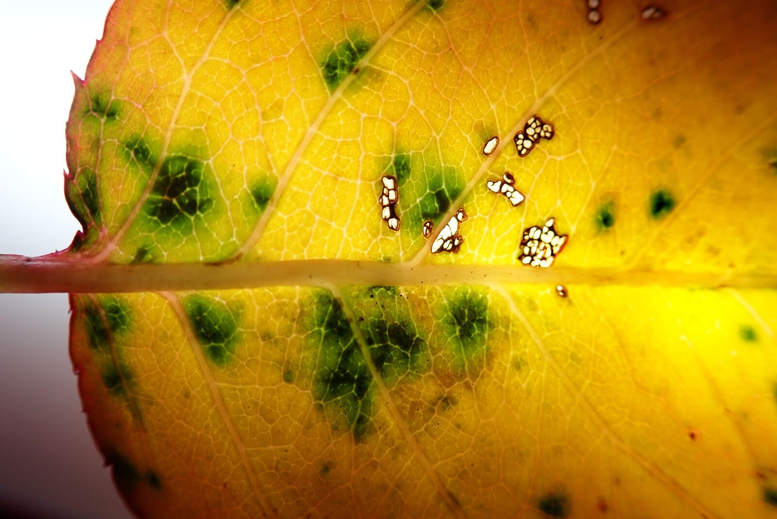 Olympus TG-5 sample photo. Leaf, veins, autumn photography