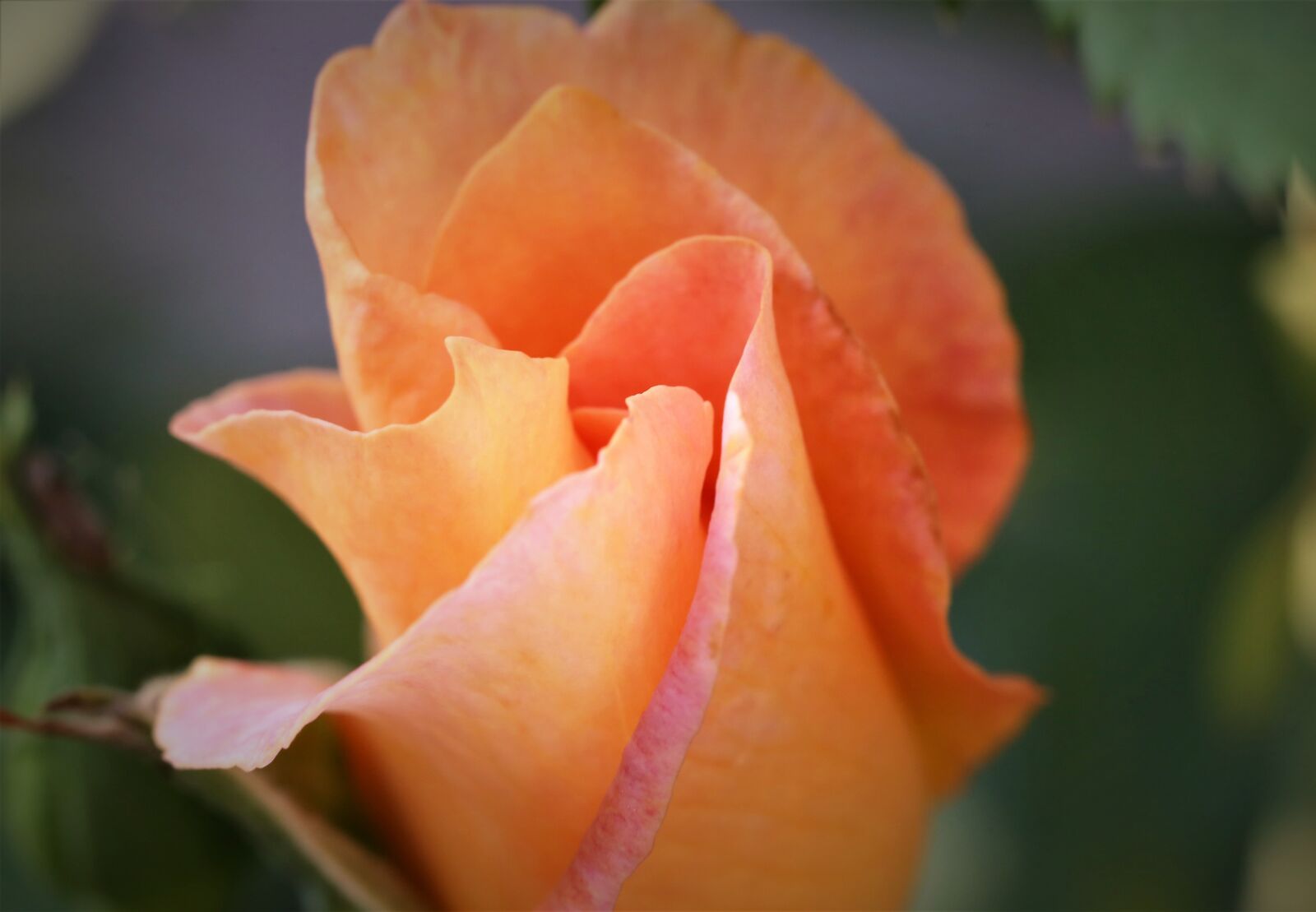 Canon EOS 6D sample photo. Rose golden medal, flower photography