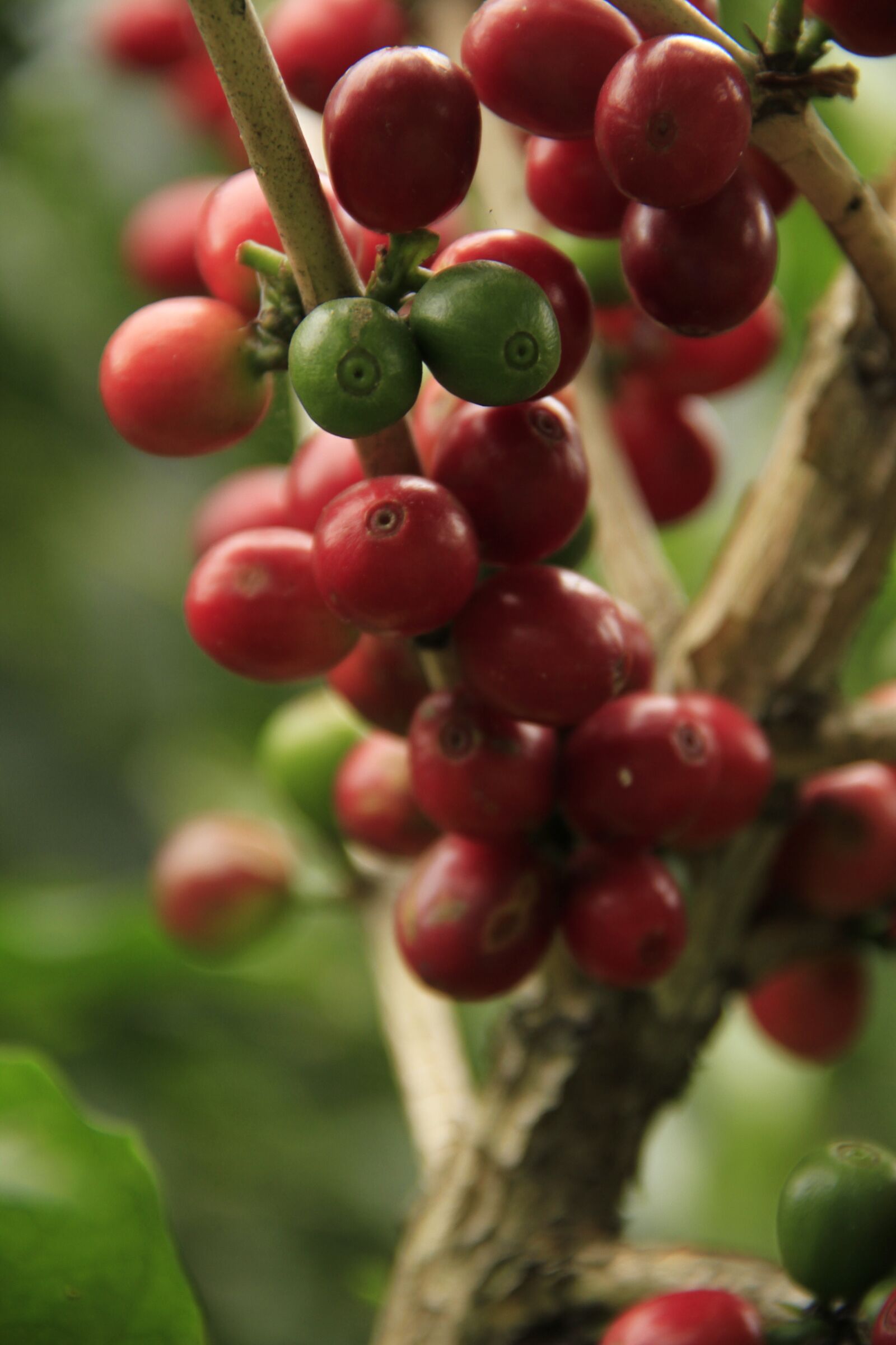 Canon EOS 7D sample photo. Coffee, caffeine, drink photography