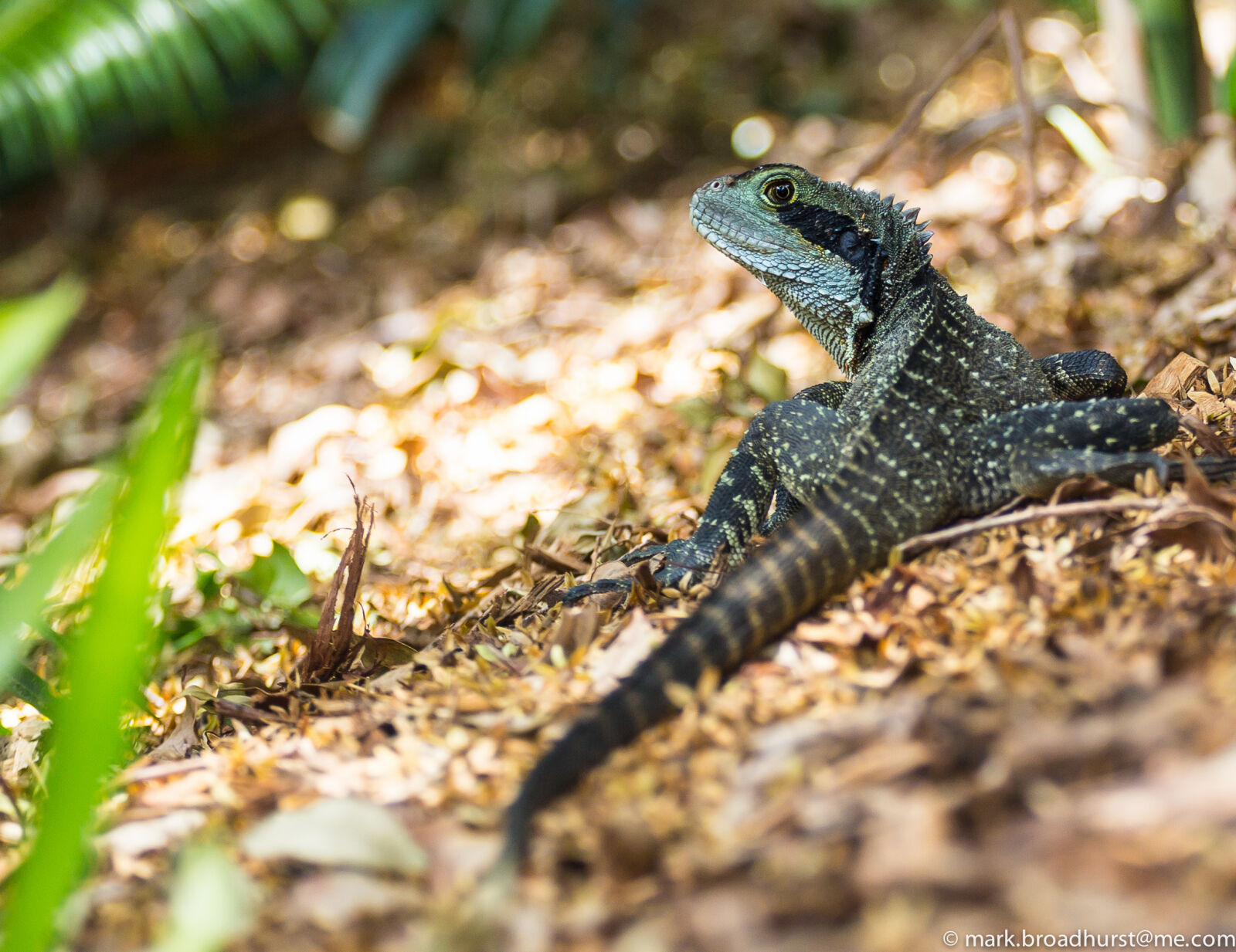 Canon EF 70-200mm F4L USM sample photo. Nature, australia, reptile, eastern photography