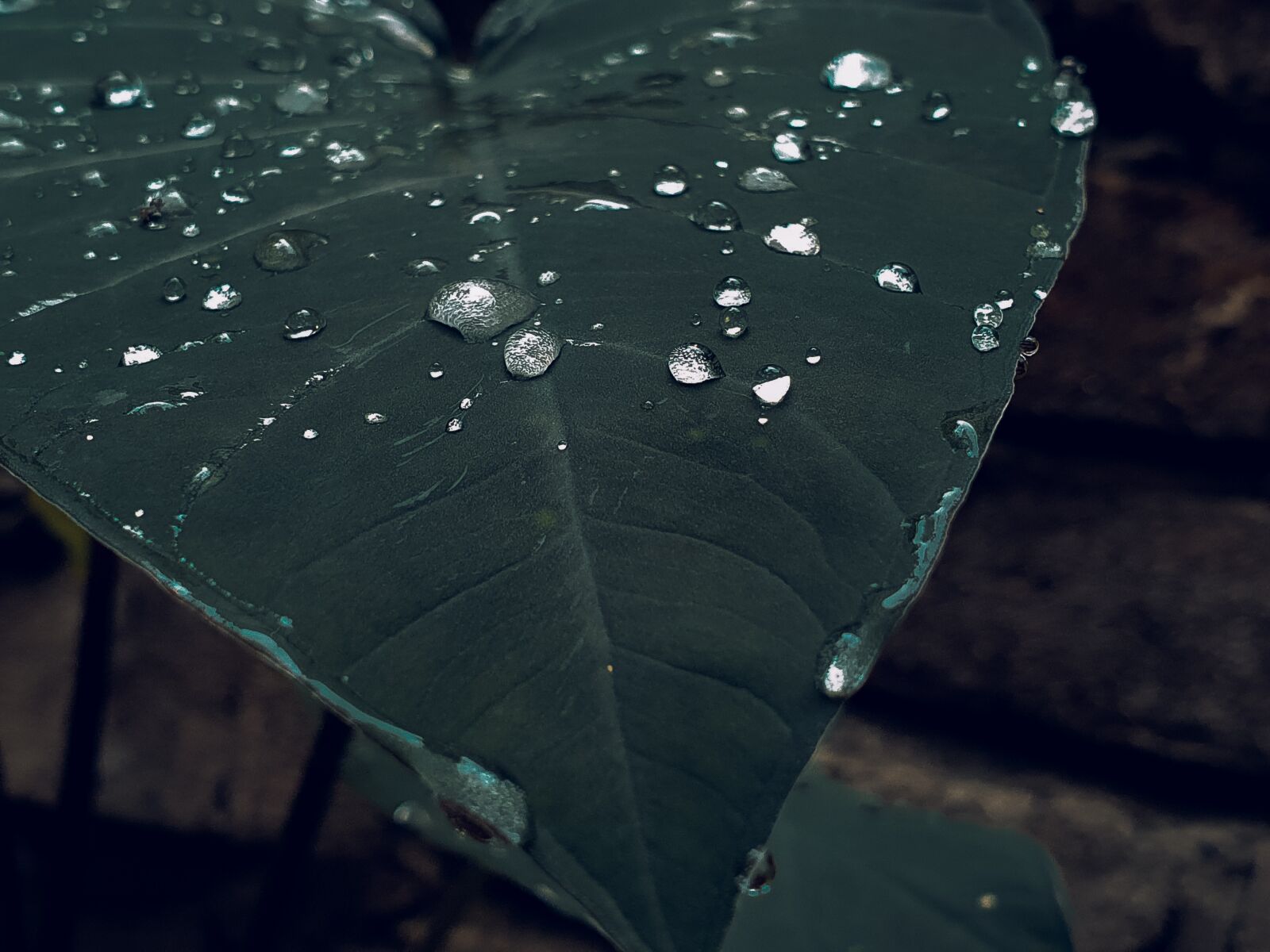 Samsung Galaxy S10+ sample photo. Edible leaf, after rain photography
