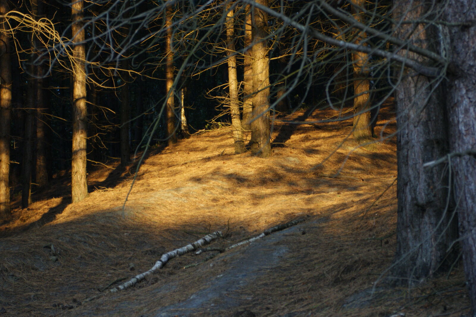 Sony Alpha DSLR-A390 sample photo
