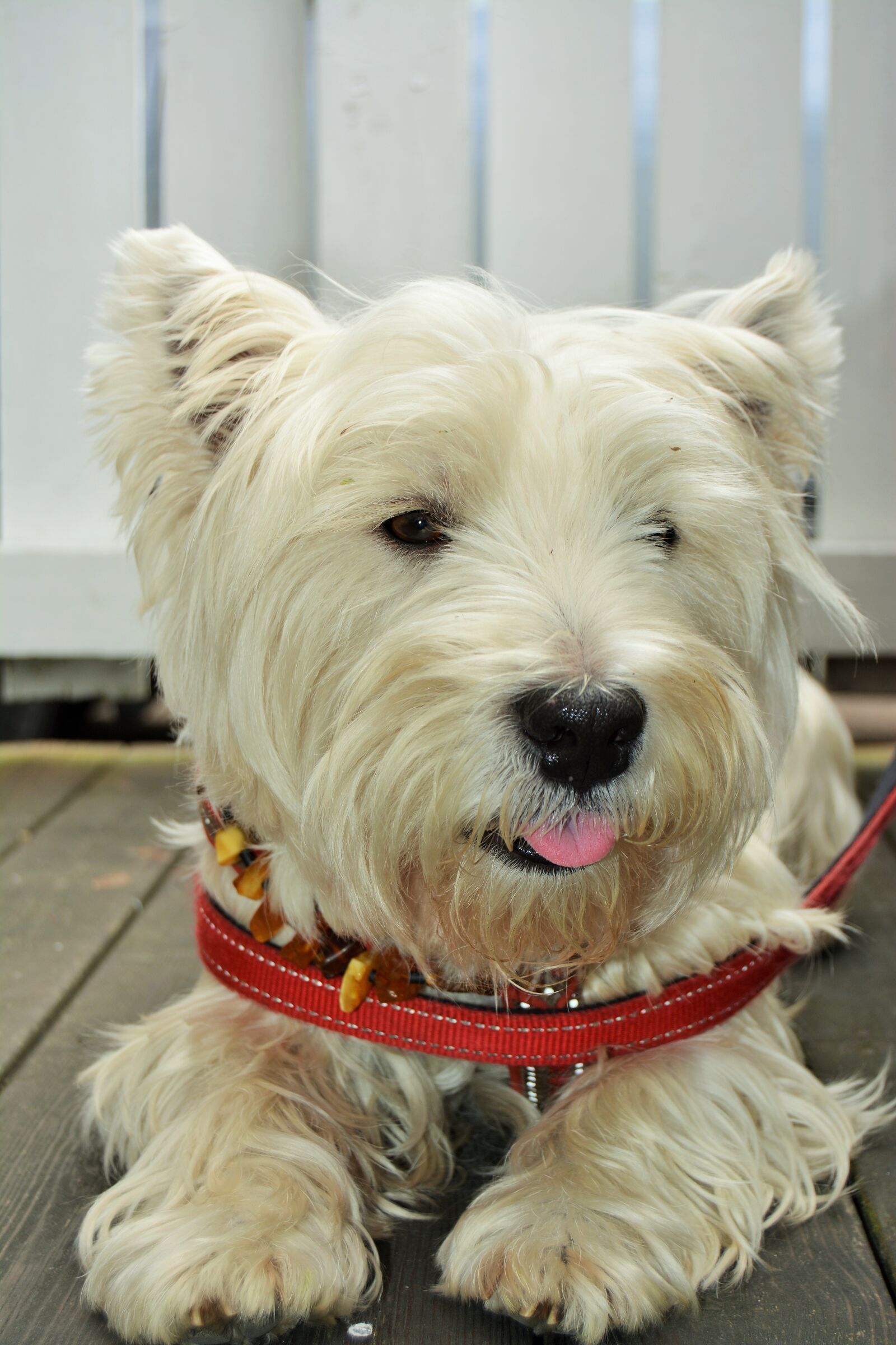 Nikon D5200 sample photo. White terrier, white dog photography