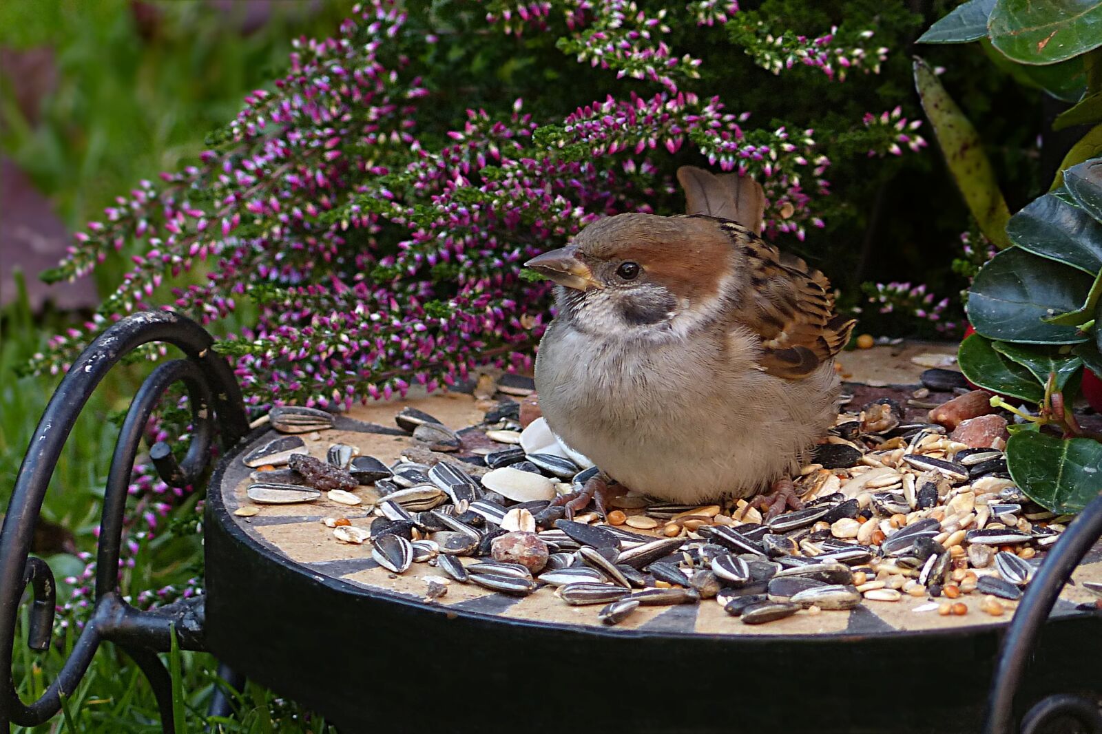 Panasonic Lumix DMC-FZ200 sample photo. Sparrow, sperling, passer domesticus photography