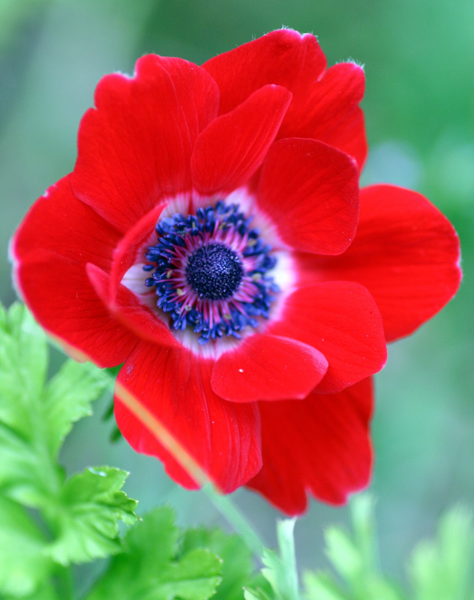 Canon EOS 350D (EOS Digital Rebel XT / EOS Kiss Digital N) sample photo. Flower, red, nature photography