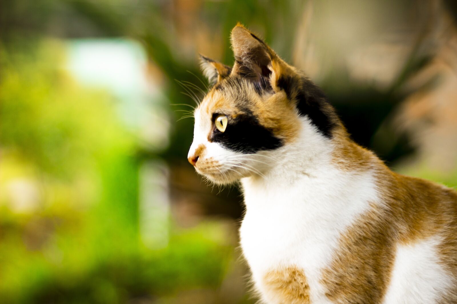 Canon EF 50mm F1.8 STM sample photo. Cat, pet, animal photography