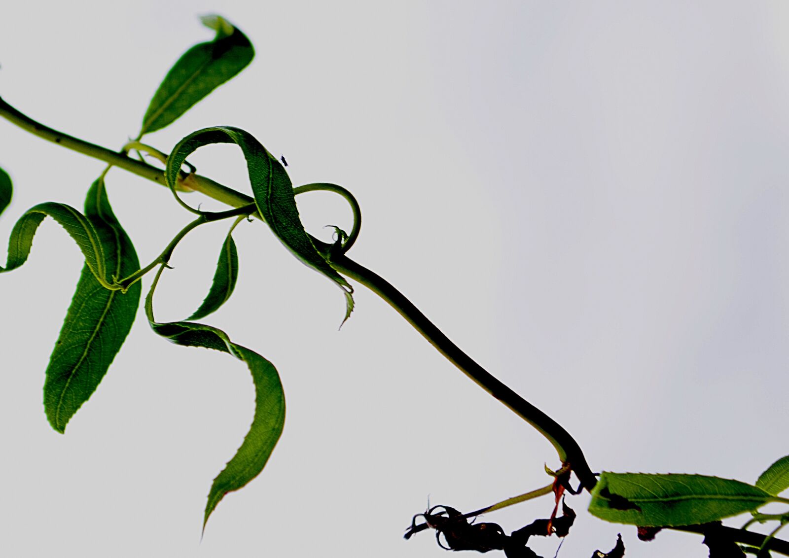 Nikon D5100 sample photo. Nature, branch, foliage photography