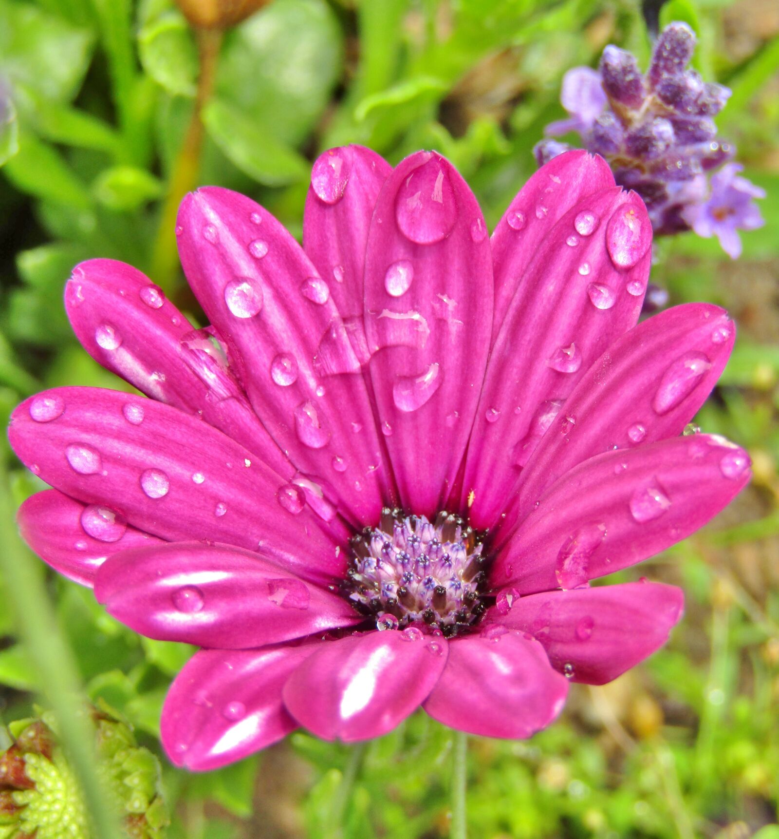 Canon POWERSHOT SX432 IS sample photo. Purple, daisy, flowers photography