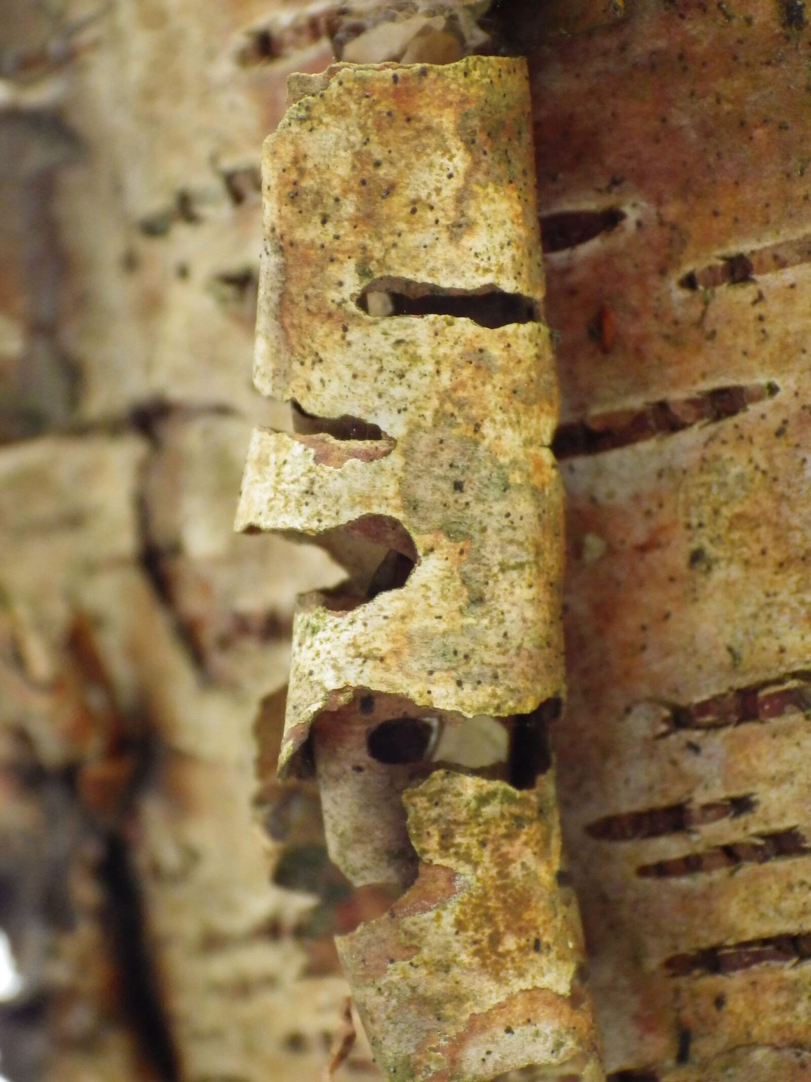 Pentax X-5 sample photo. Macro, nature, close up photography