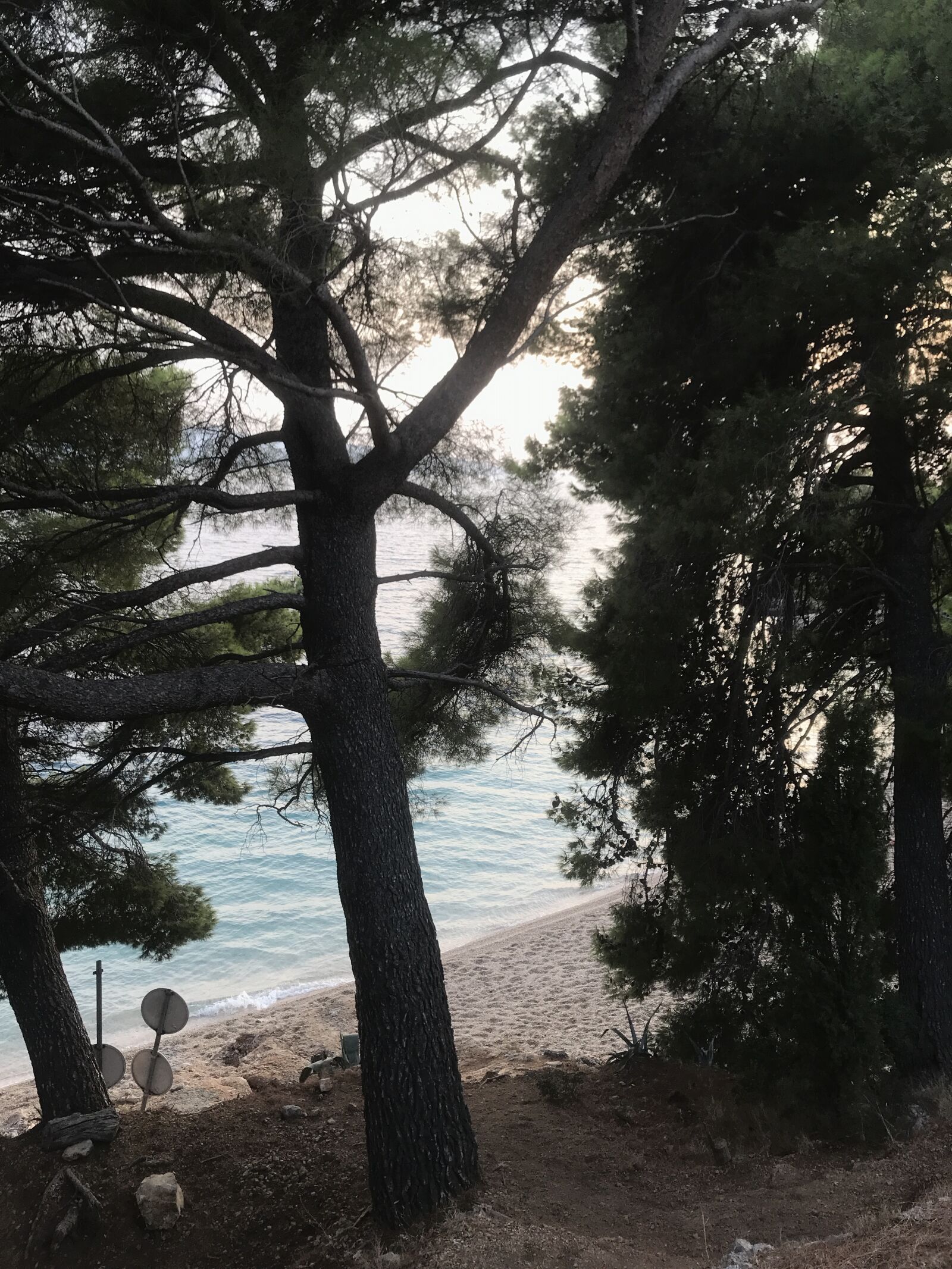 iPhone 7 back camera 3.99mm f/1.8 sample photo. Forrest, sea view, sun photography