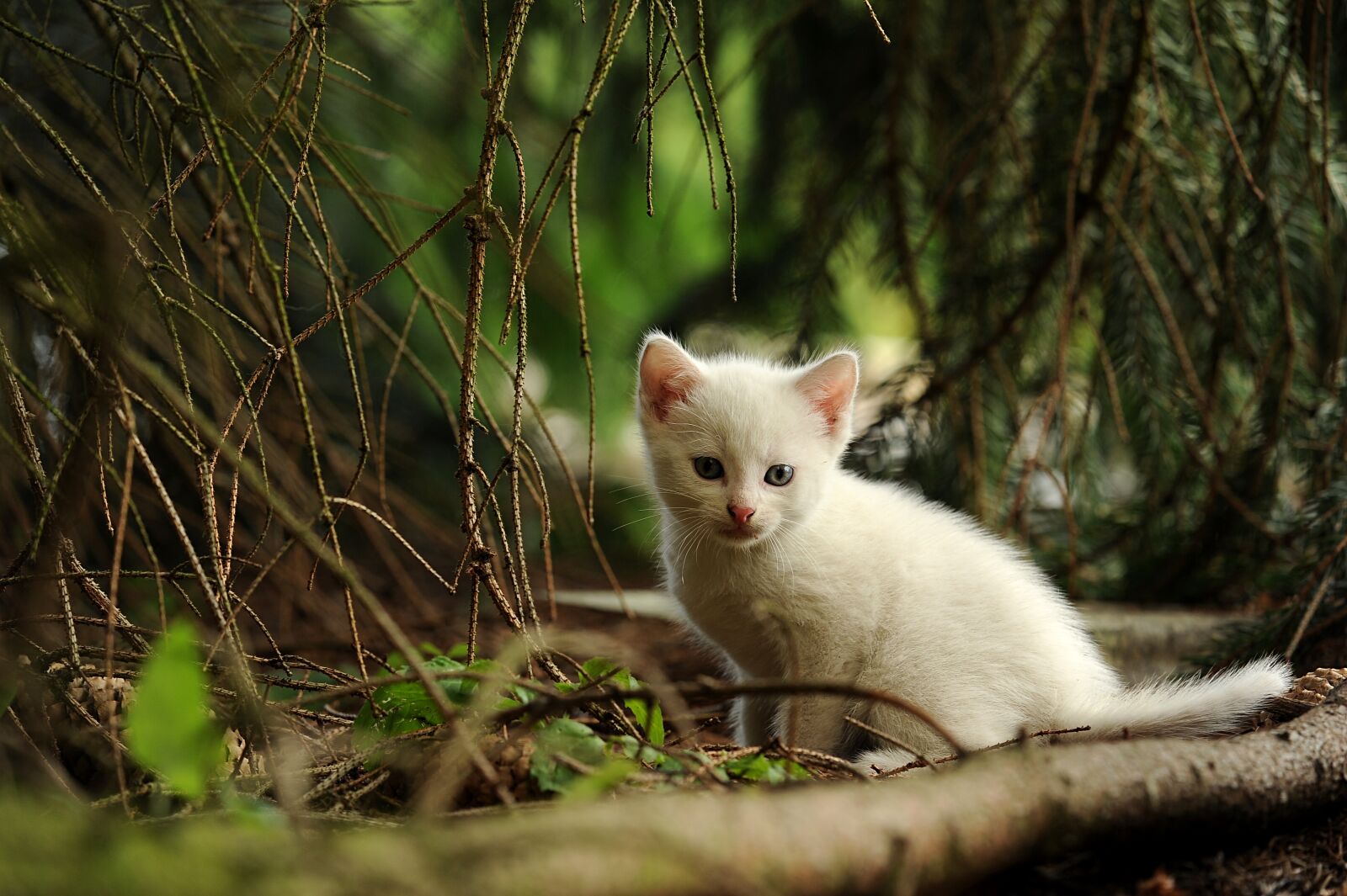 Nikon D3S sample photo. Cat, young animal, curious photography