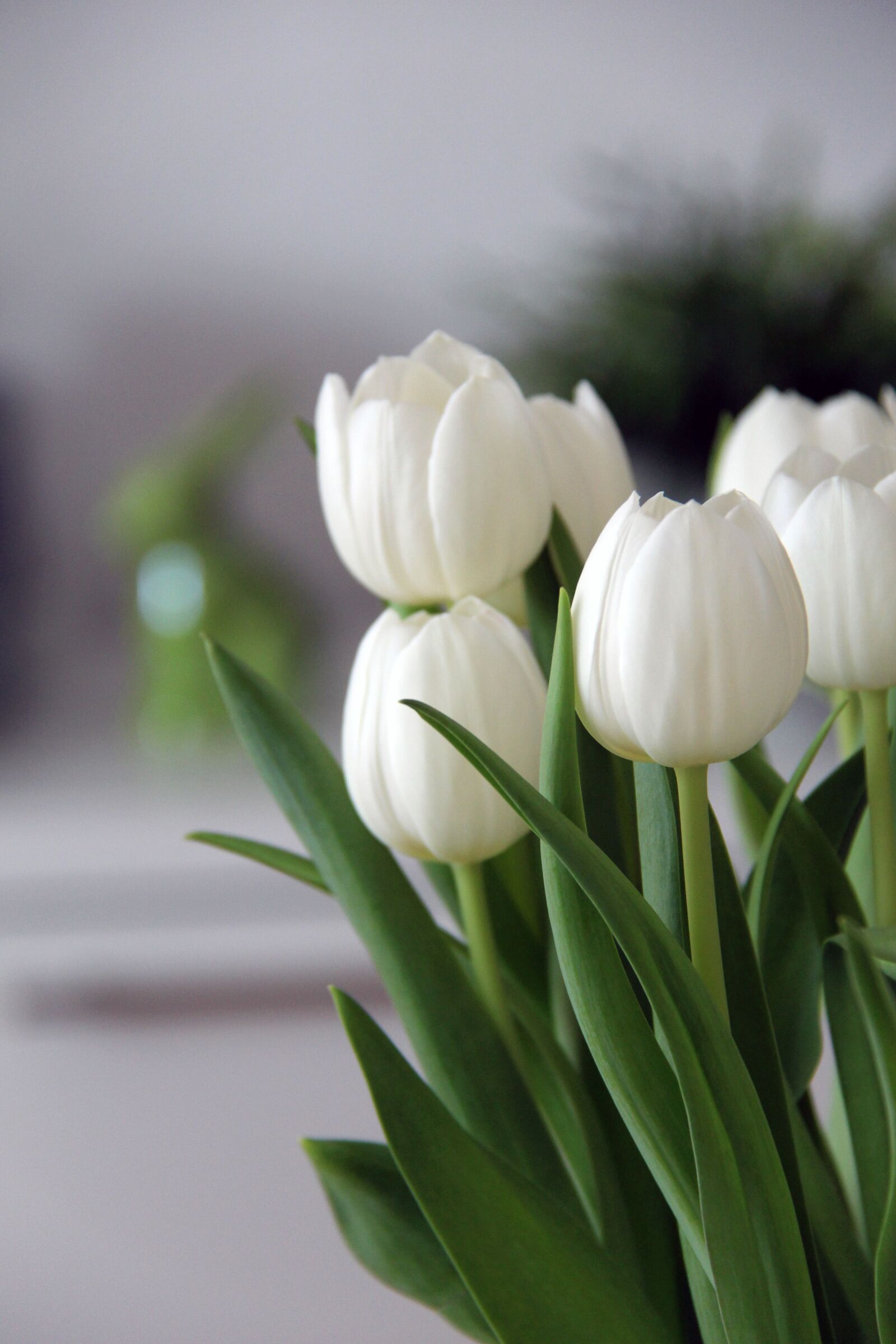 Canon EF-S 18-200mm F3.5-5.6 IS sample photo. Tulips, flowers, plant photography