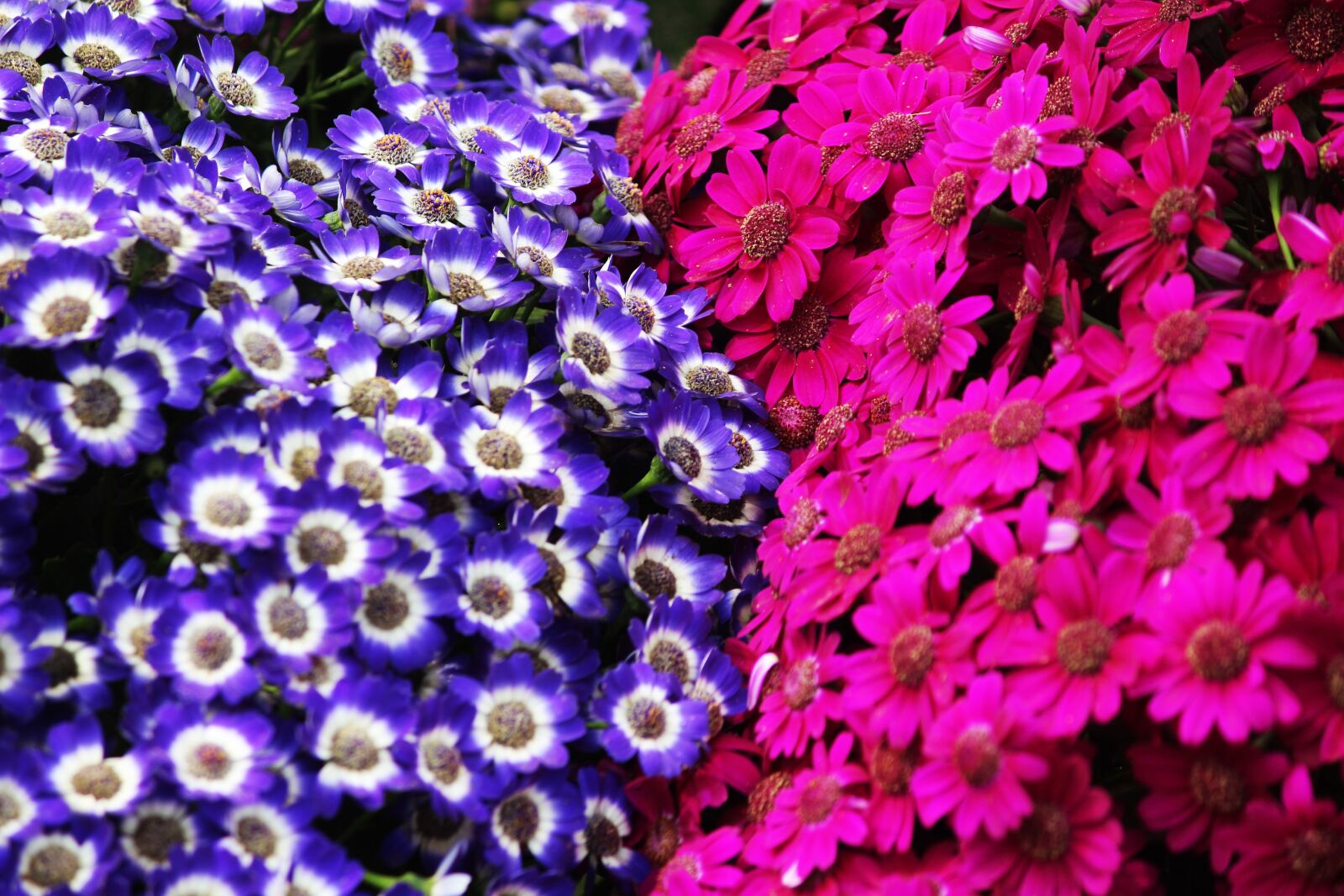 Canon EOS 1200D (EOS Rebel T5 / EOS Kiss X70 / EOS Hi) sample photo. Flower, purple, pink photography
