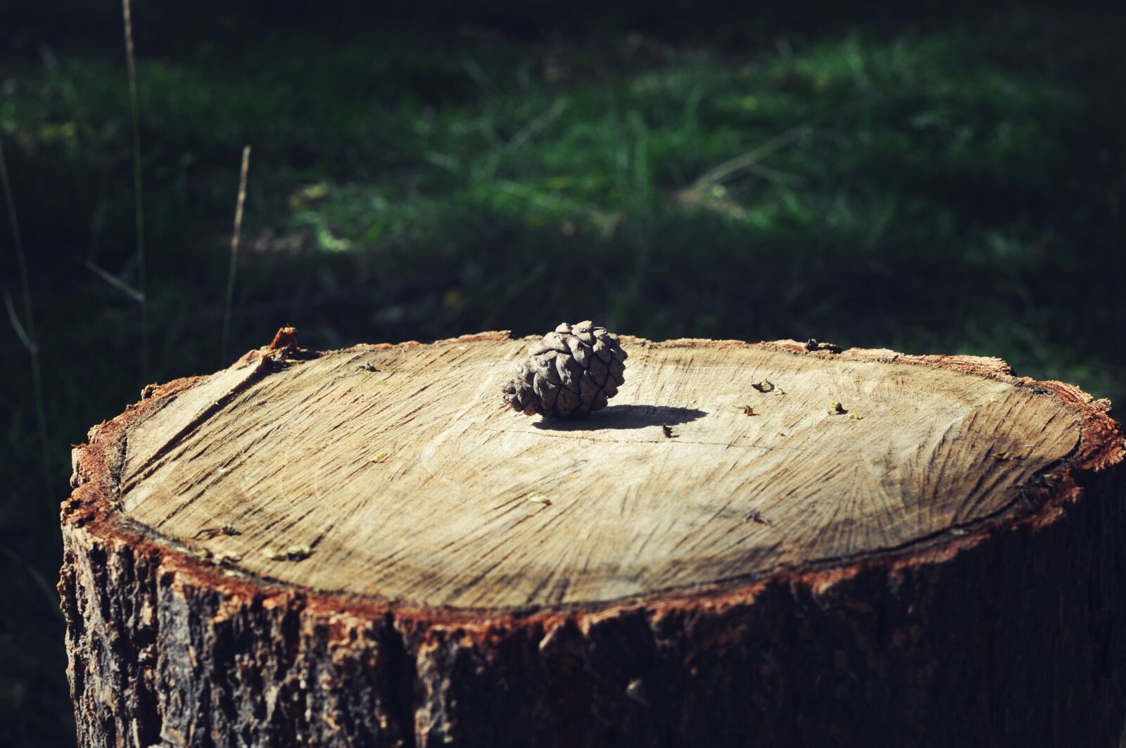 Nikon D90 sample photo. Tree stump, ring, time photography