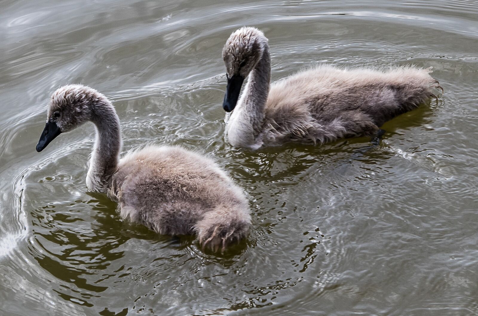 Canon EOS 80D sample photo. Swan, swans, young animals photography