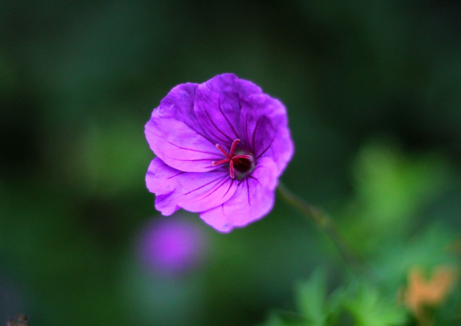 Canon EOS 600D (Rebel EOS T3i / EOS Kiss X5) sample photo. Geranium dilys, autumn, garden photography