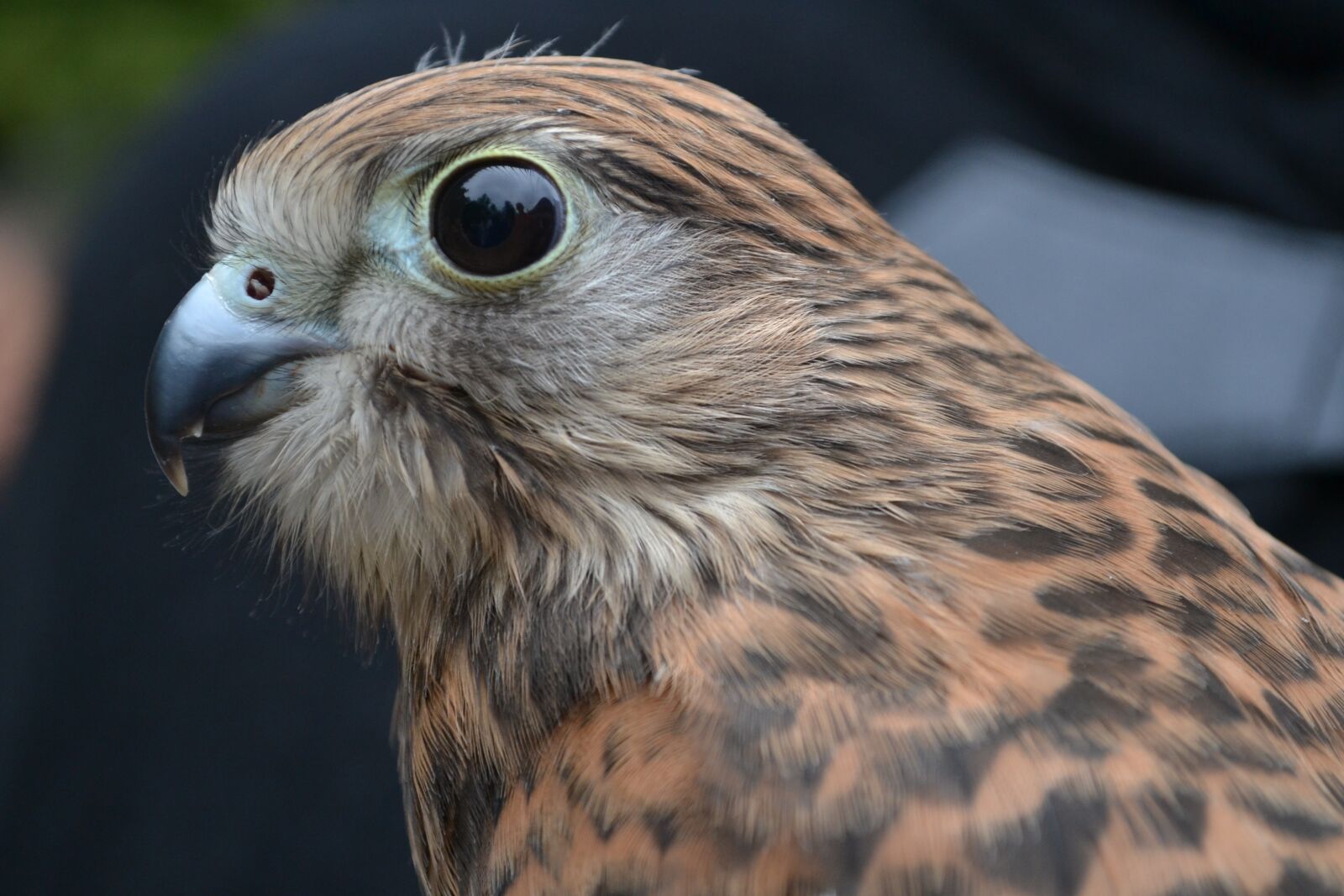 Nikon D3100 sample photo. Bird, nature, bill photography