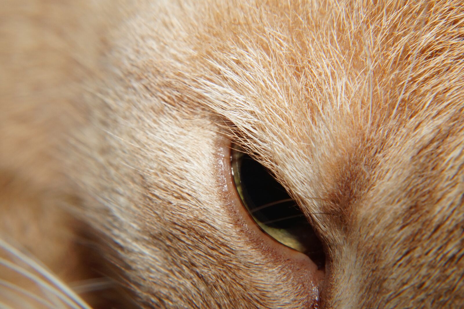 Sony SLT-A58 sample photo. Cat, head, eye photography
