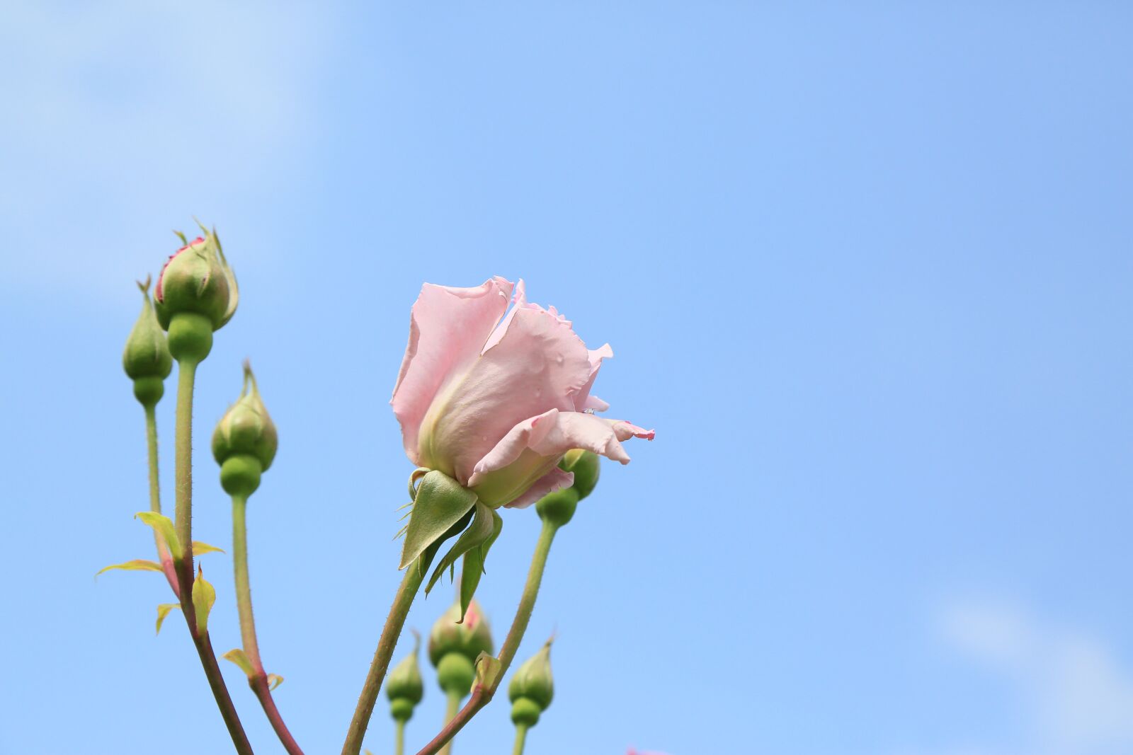 Canon EF 24-105mm F4L IS USM sample photo. Rose, spring, nature photography