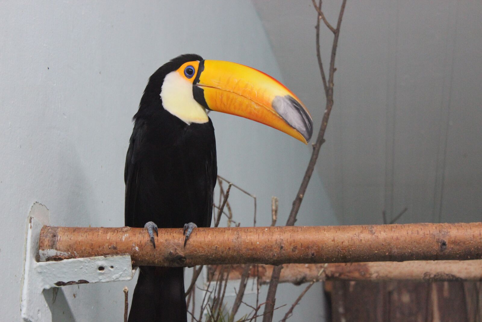 Canon EOS 600D (Rebel EOS T3i / EOS Kiss X5) sample photo. Toucan, bird, animals photography