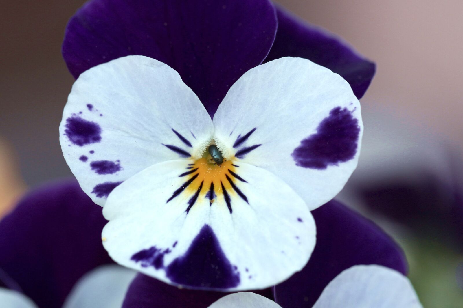 Canon EOS 7D Mark II sample photo. Pansy, closeup, the beetle photography
