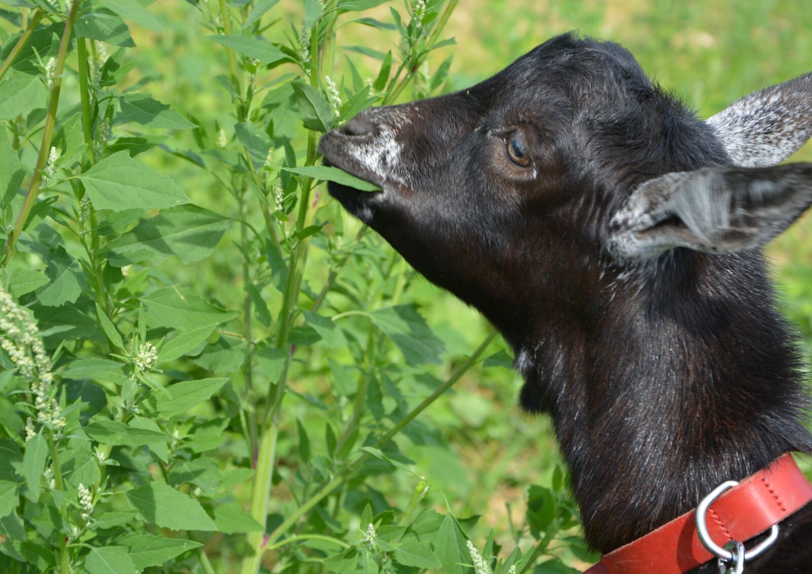 Nikon D5200 sample photo. Kid, goat, eat shrub photography