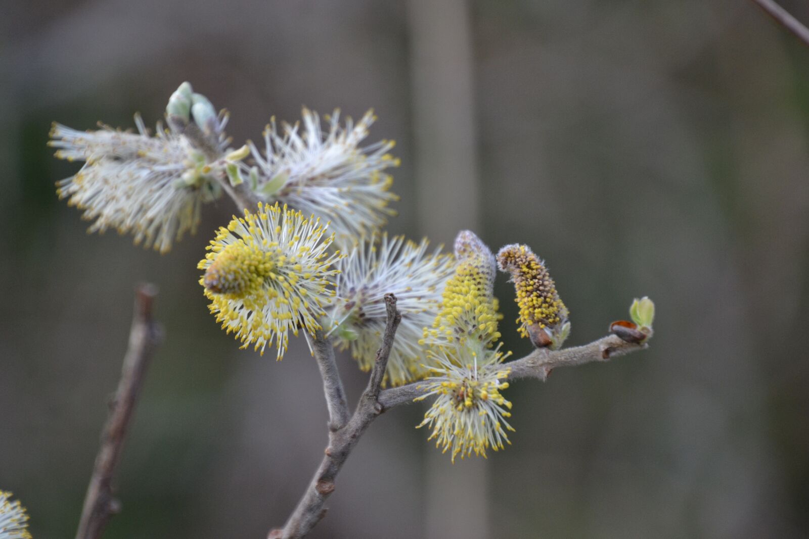 Nikon D3100 sample photo. Gæslinger, spring, inflorescence photography
