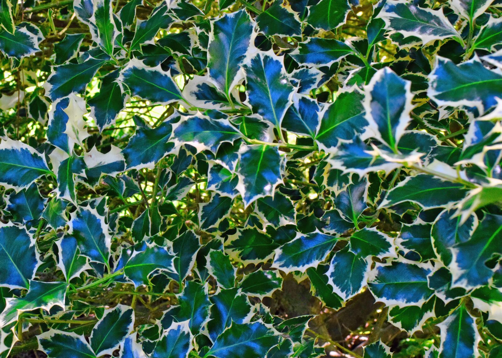 Nikon D3300 sample photo. Bush, plant, prickly photography