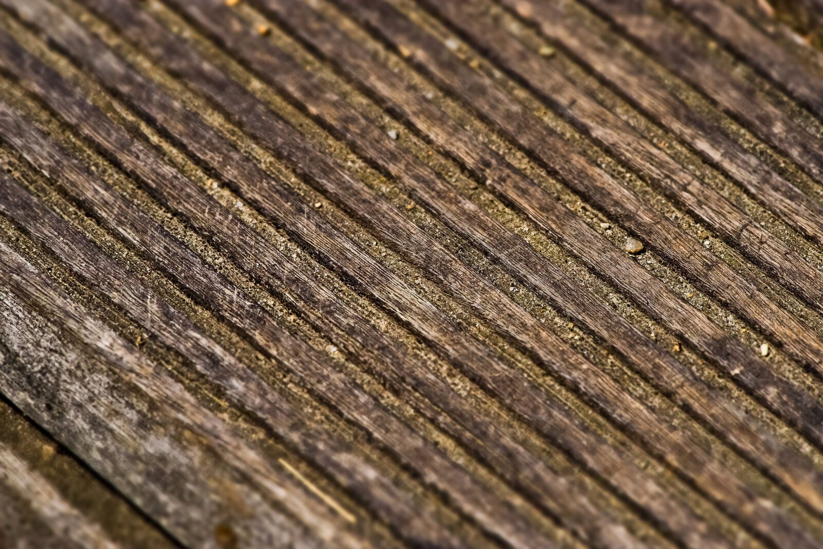 Olympus OM-D E-M10 sample photo. Away, wood, nature photography