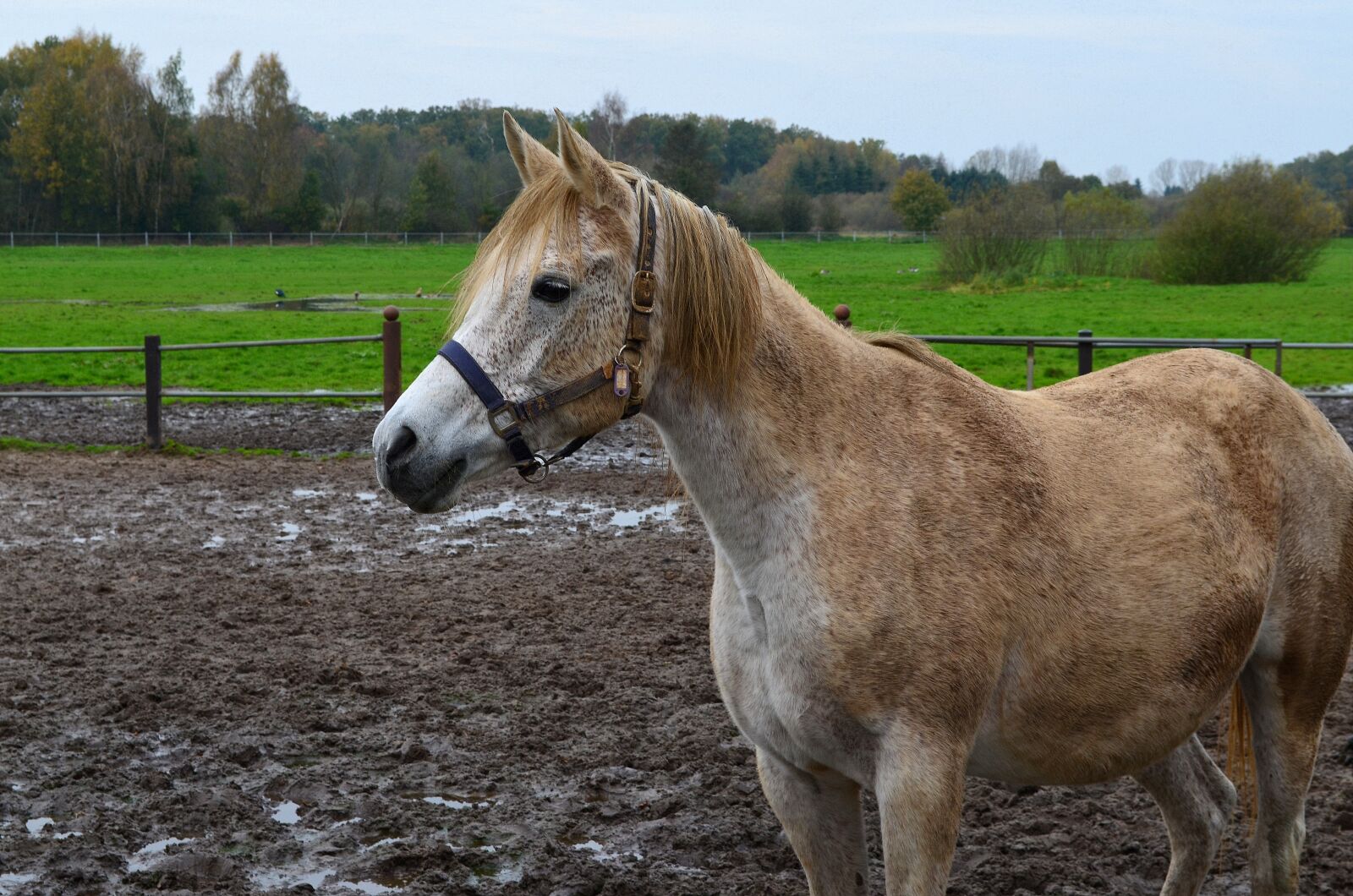 Nikon D5100 sample photo. Horse, arabs, thoroughbred arabian photography