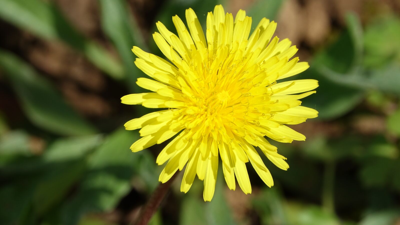 Sony Cyber-shot DSC-RX10 III sample photo. Nature, plant, flower photography
