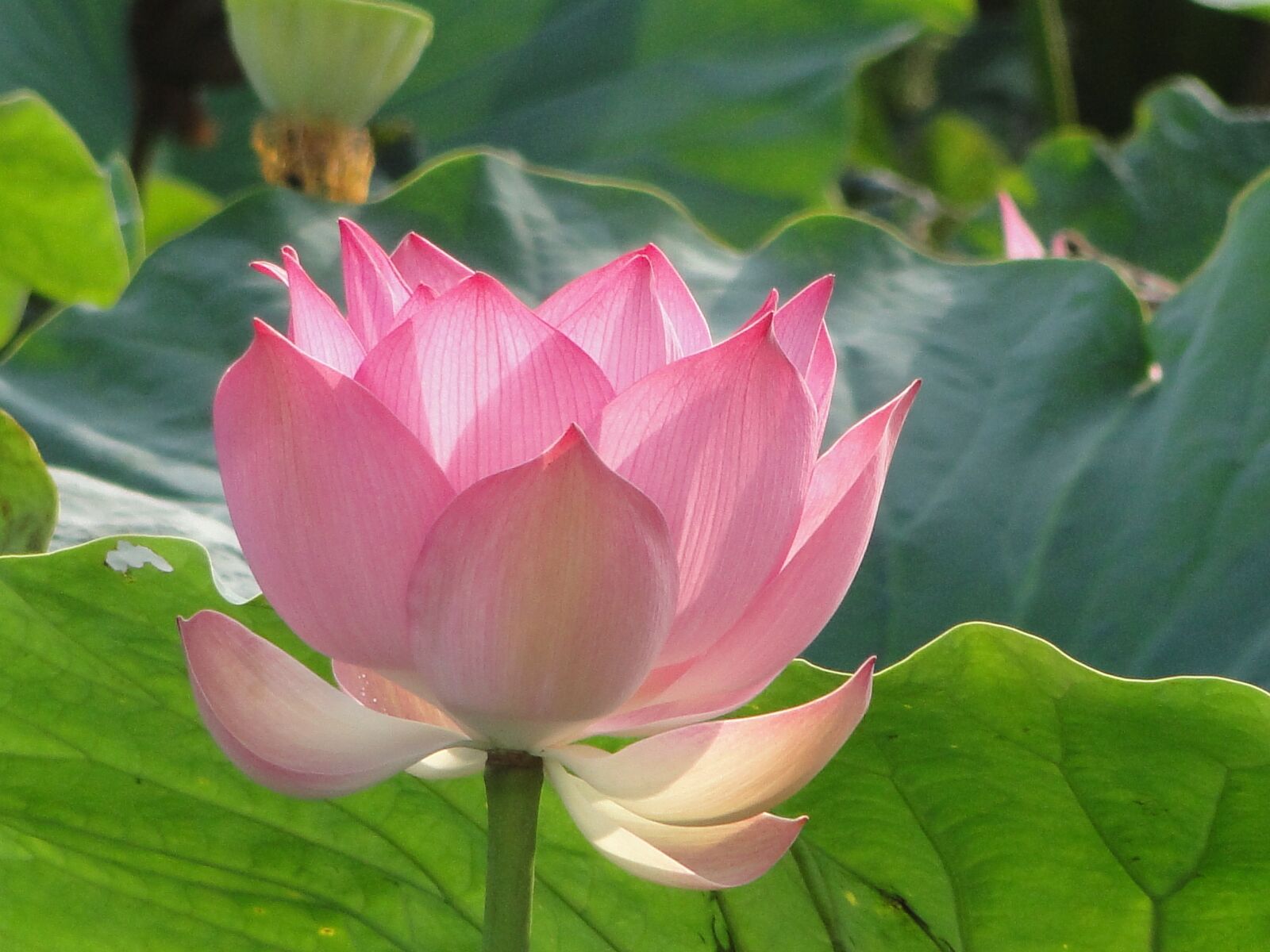 Sony Cyber-shot DSC-HX1 sample photo. Flowers, lotus, nature photography
