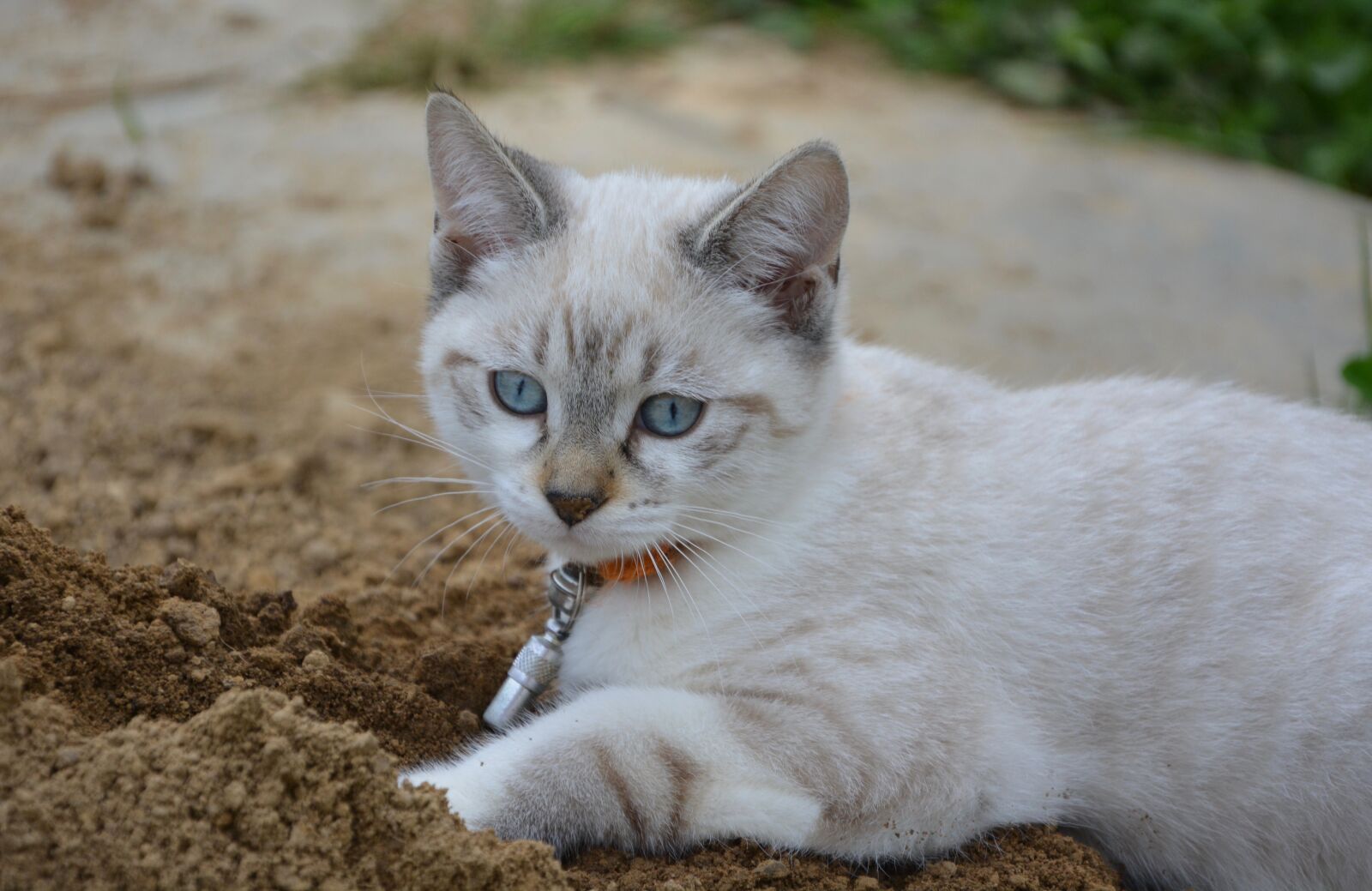 Nikon D5200 sample photo. Kitten, blue eyes, look photography
