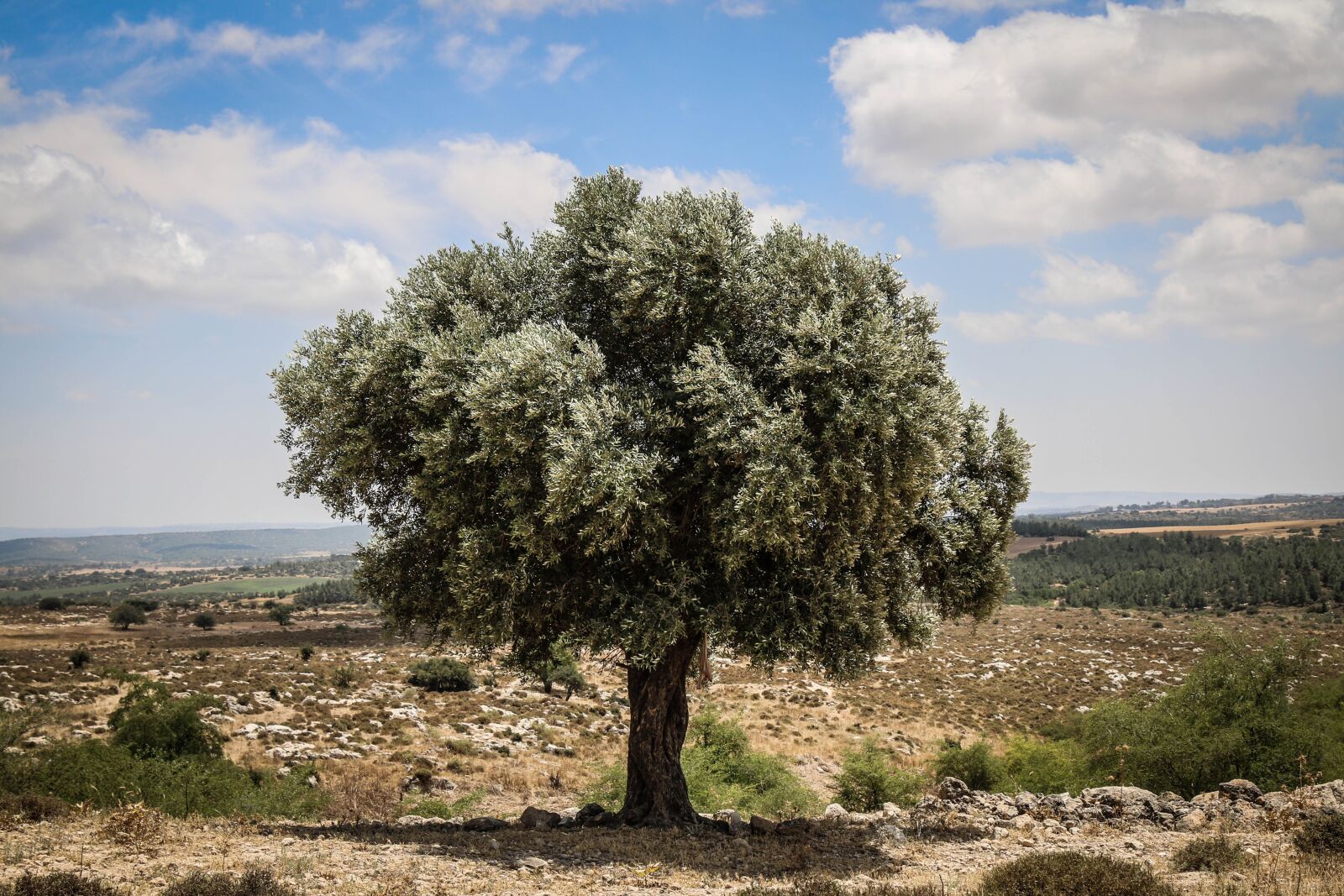 Canon EOS 70D + Canon EF 24-105mm F4L IS USM sample photo. Tree, landscape, nature photography